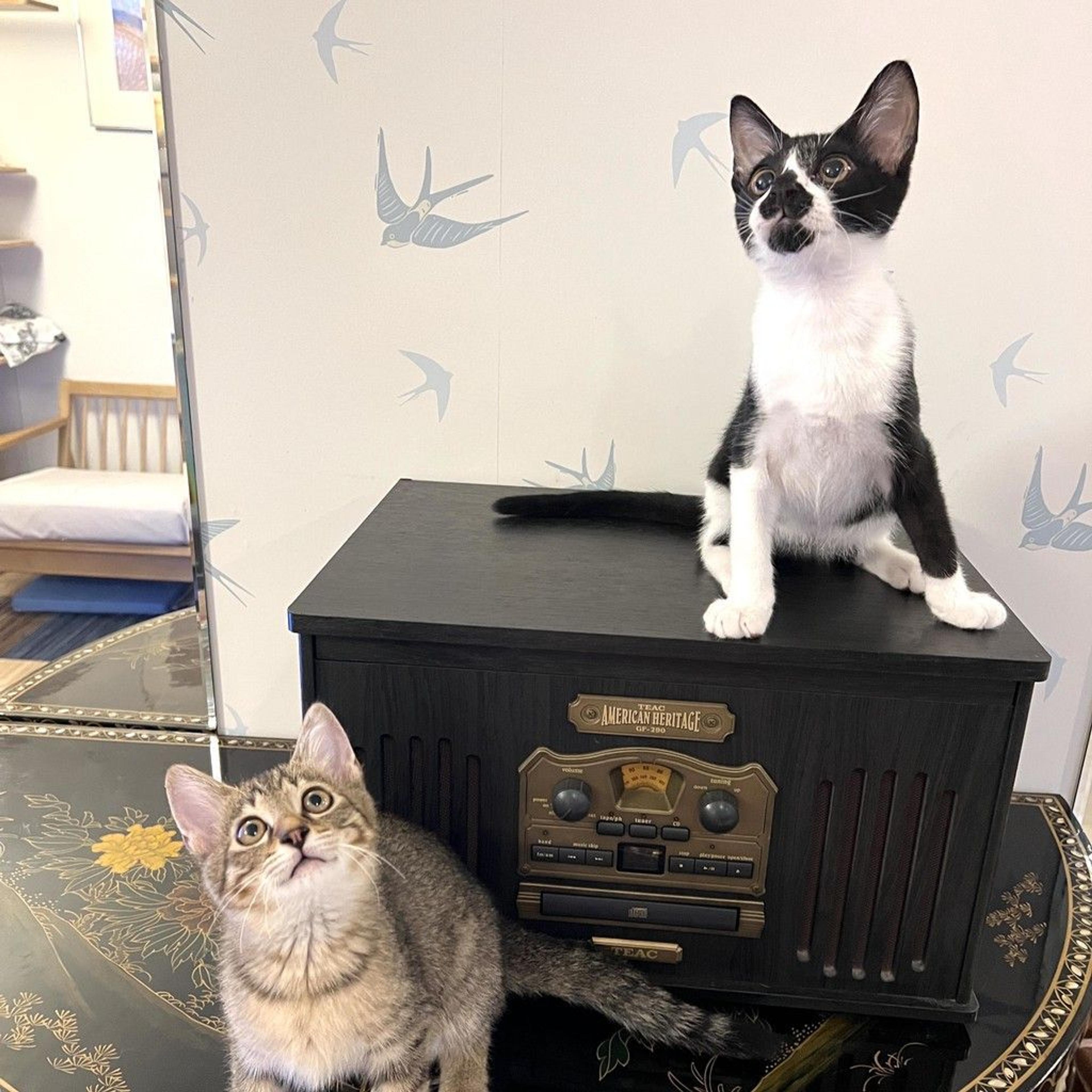 pet-image-9