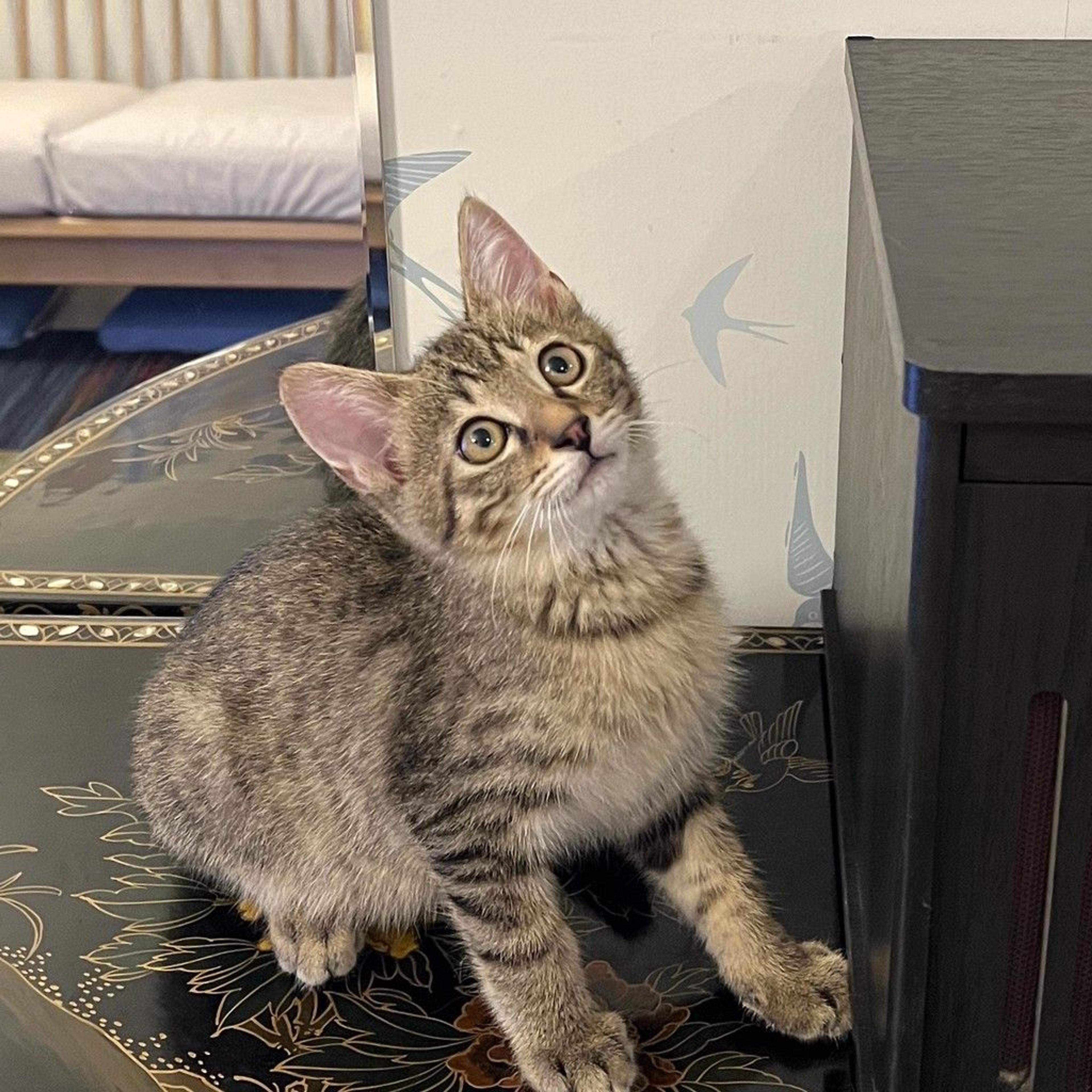 pet-image-2