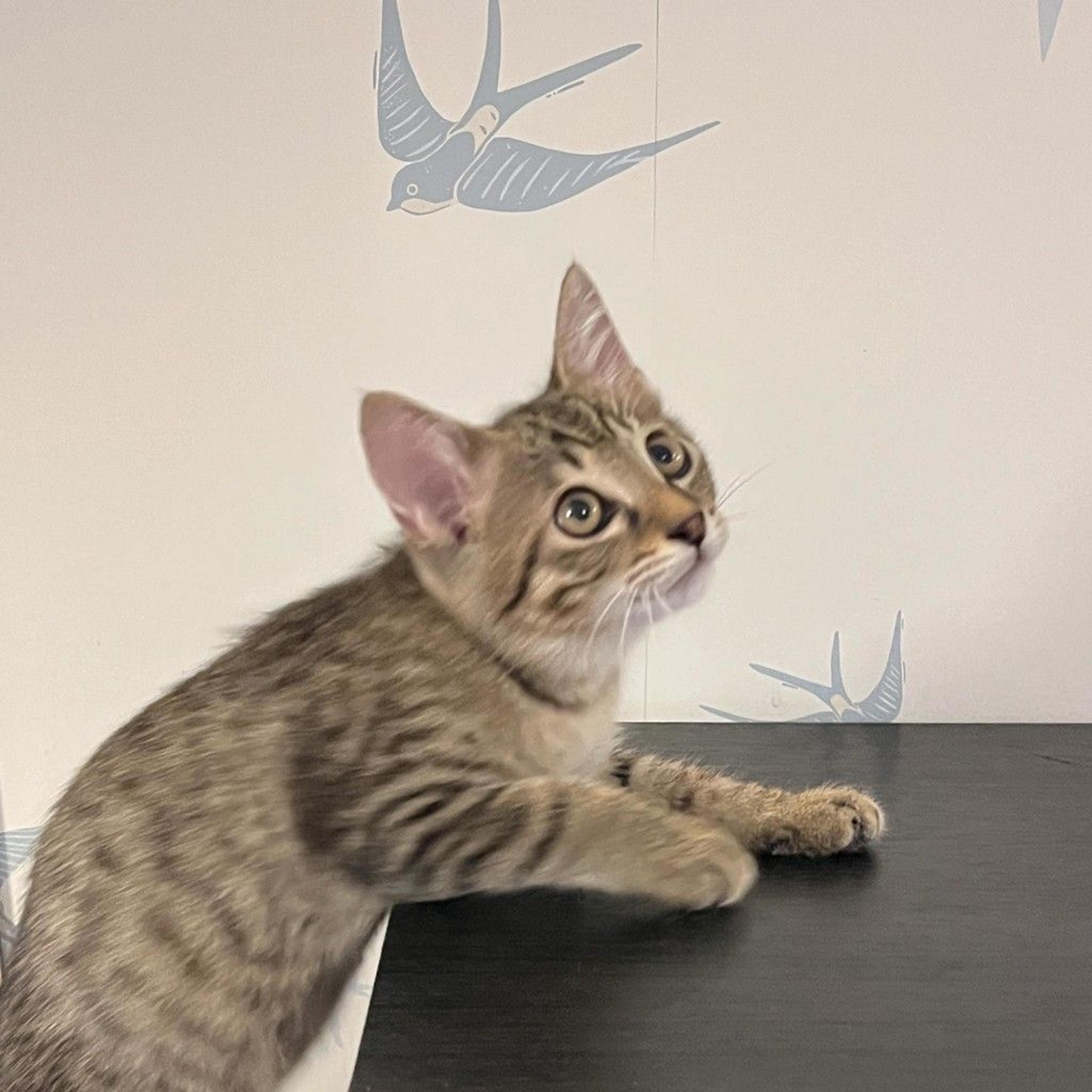 pet-image-3