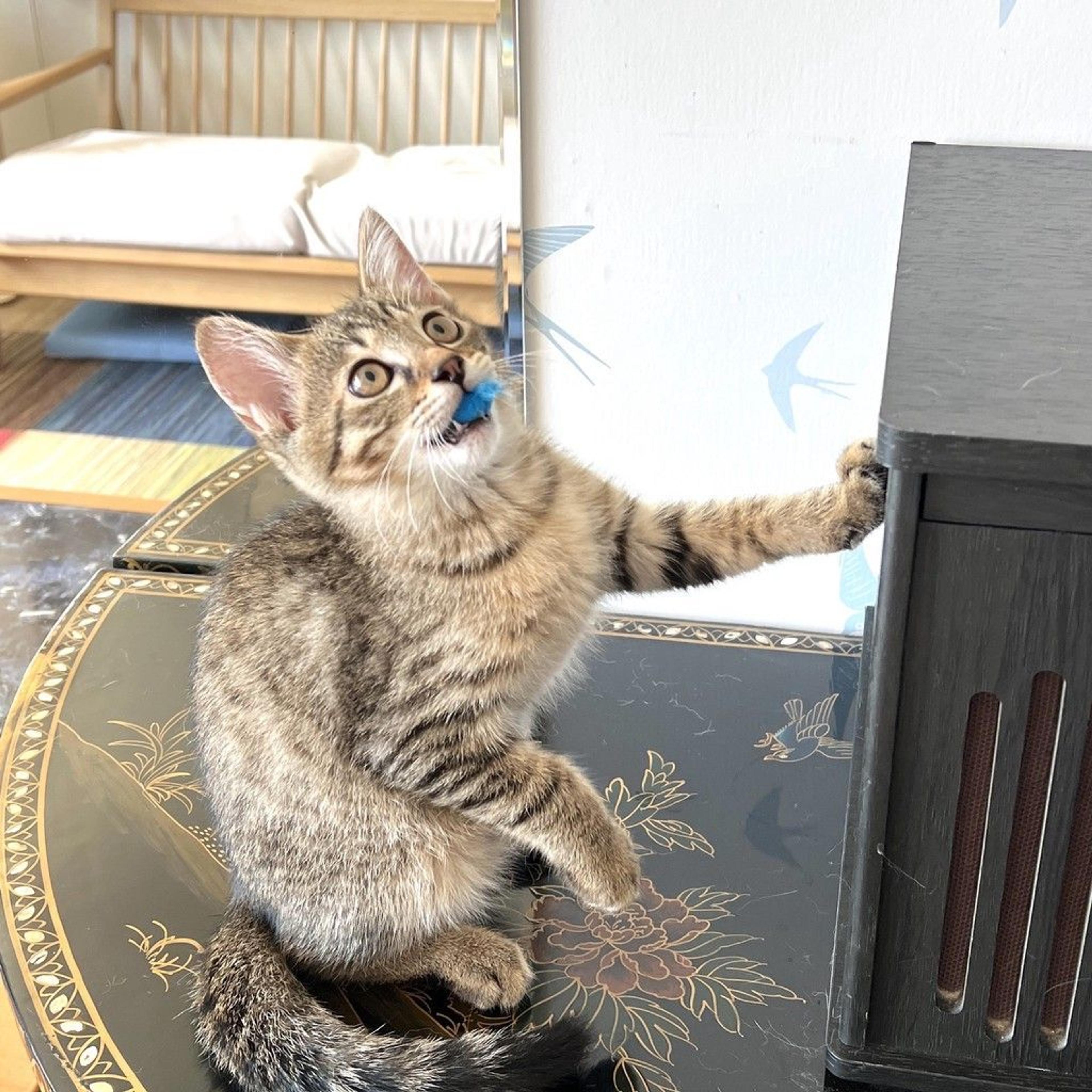 pet-image-4