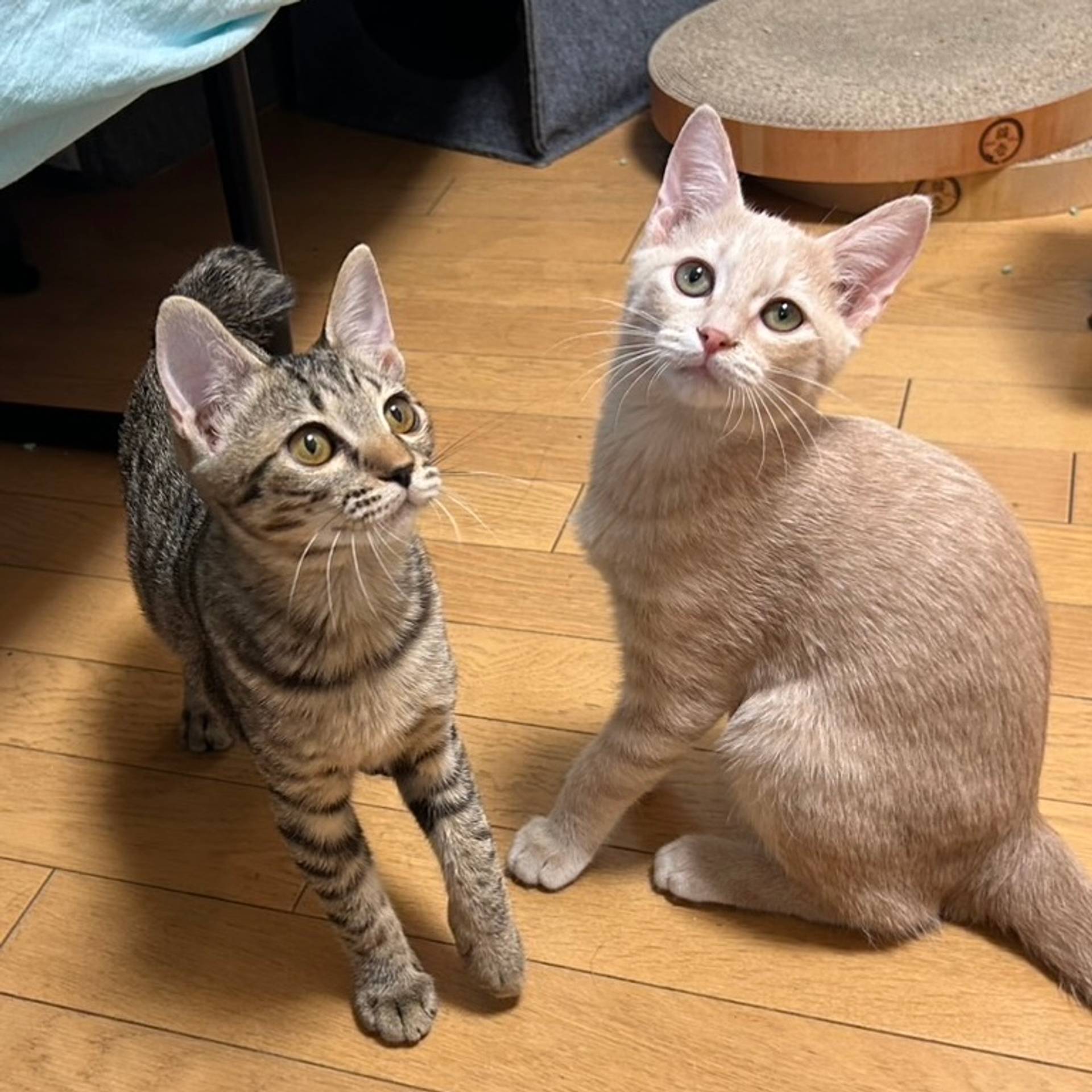 雑種（ミックス猫）・オスの里親募集の写真