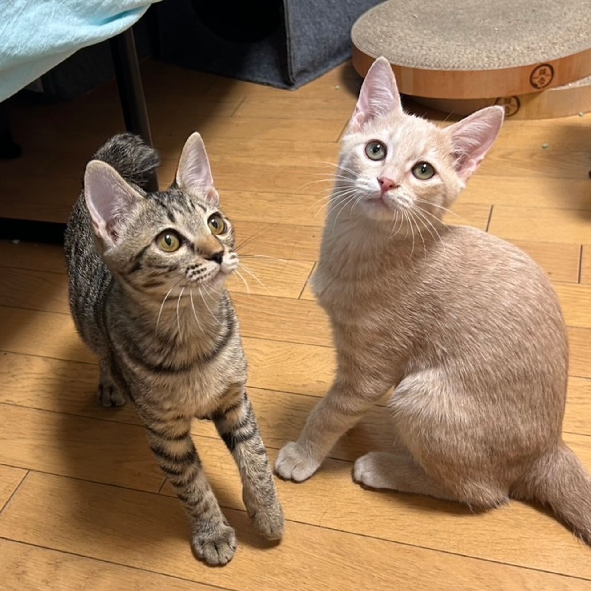 雑種（ミックス猫）・オスの里親募集の写真