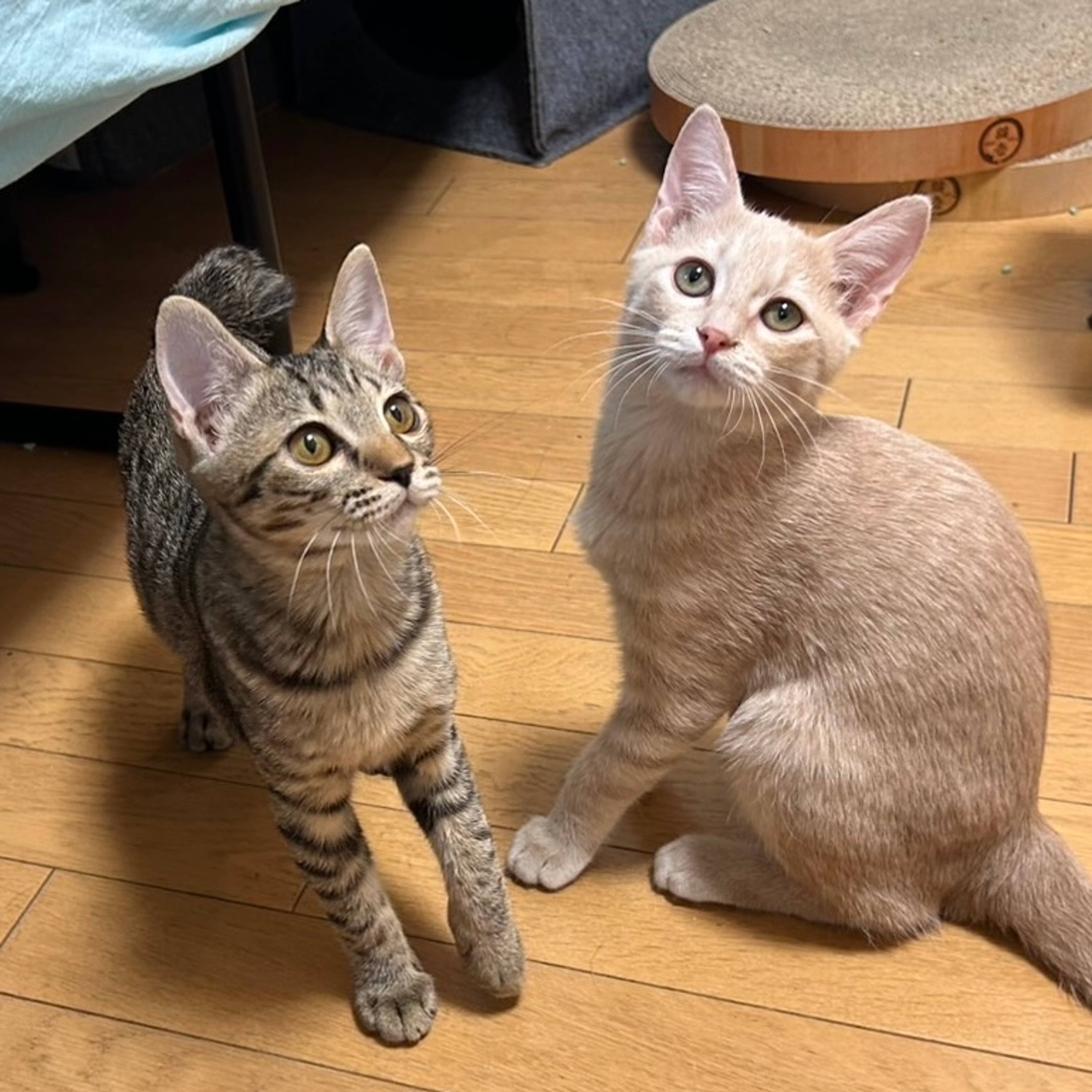 クリーム色とキジトラ兄弟☆甘えん坊です | 雑種（ミックス猫