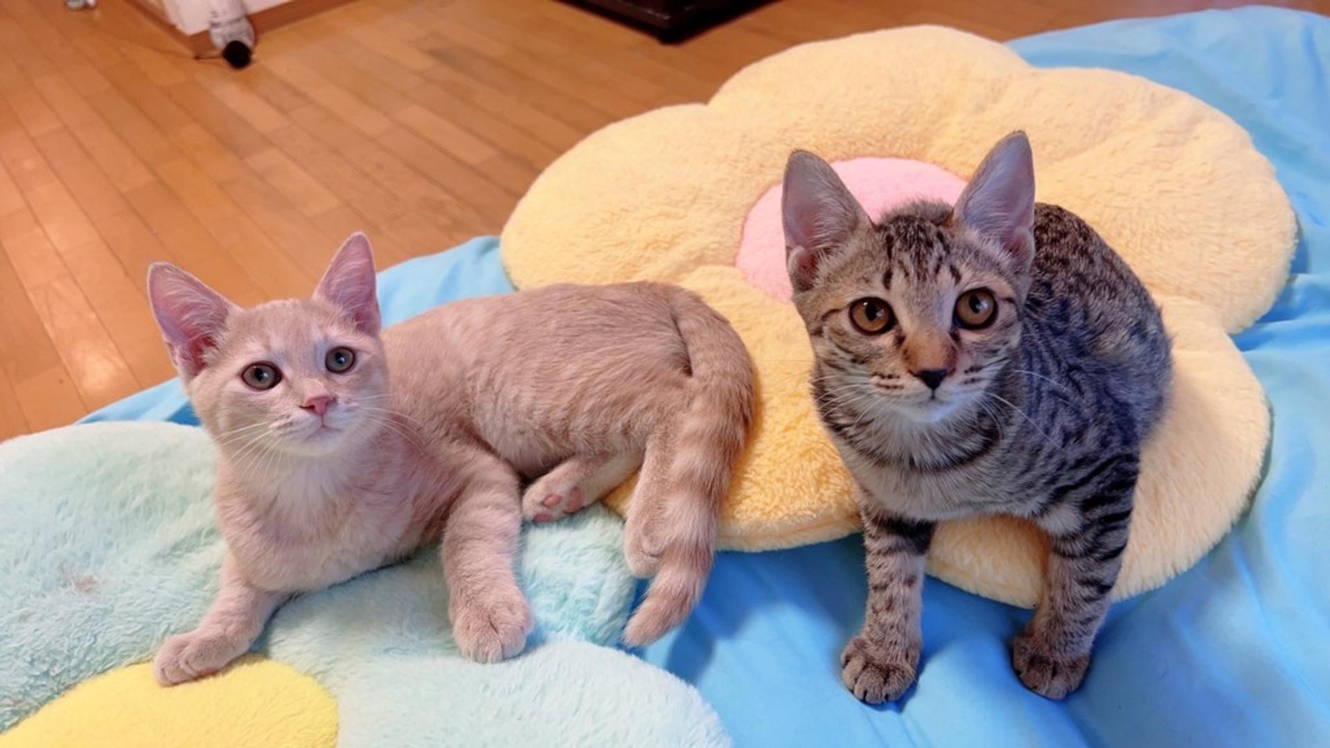 pet-image-3