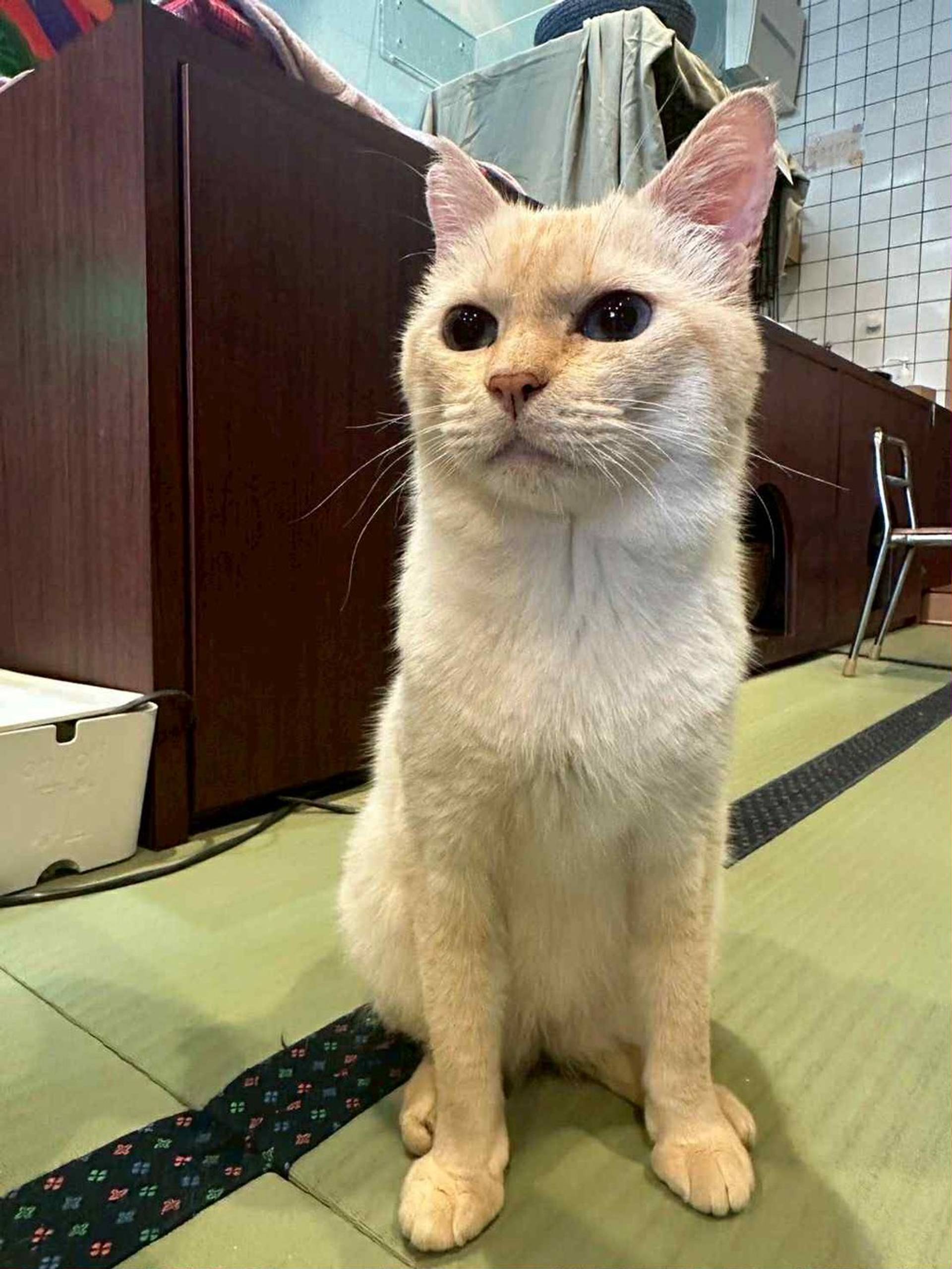 雑種（ミックス猫）・メスの里親募集の写真