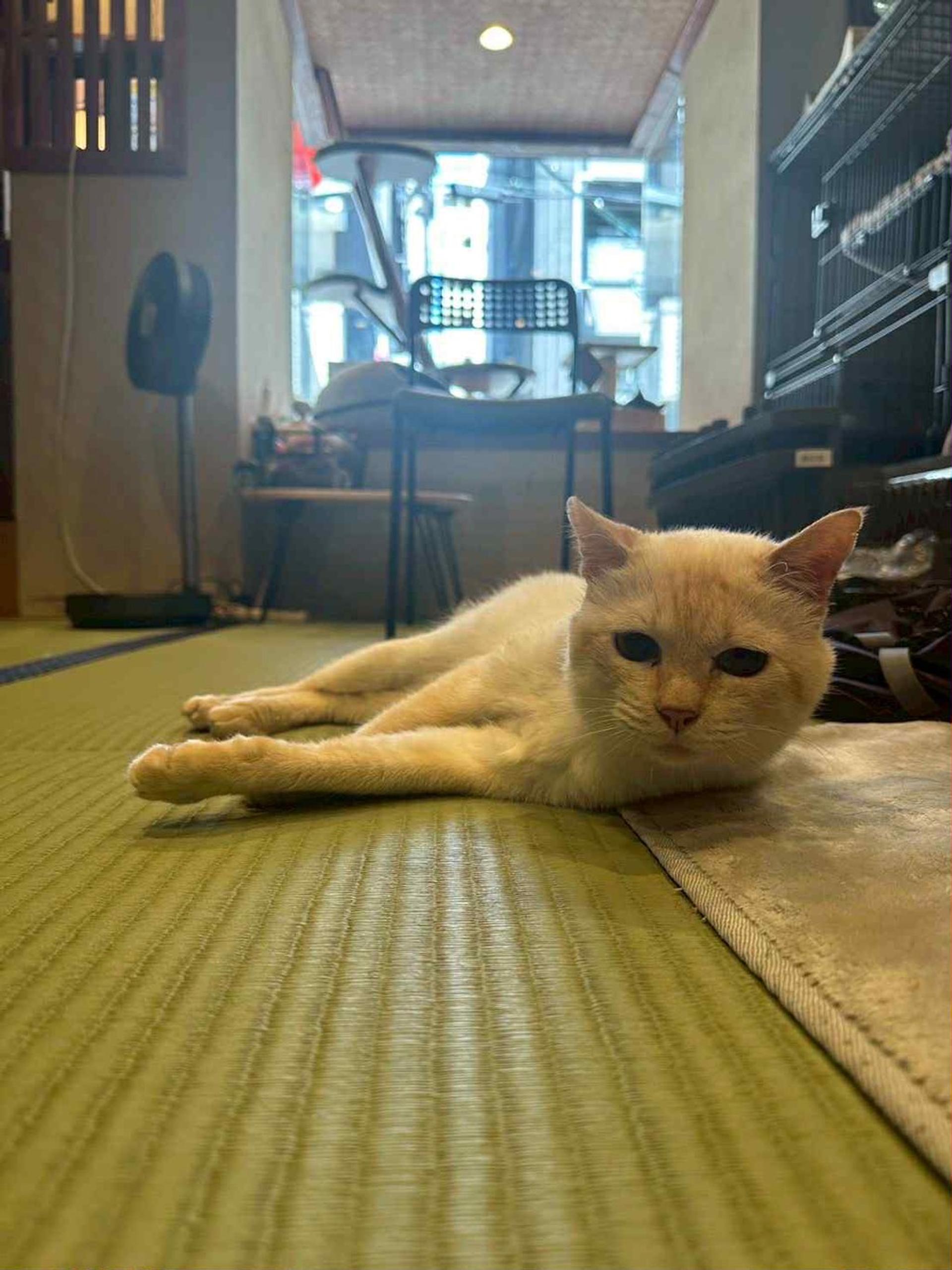 pet-image-2