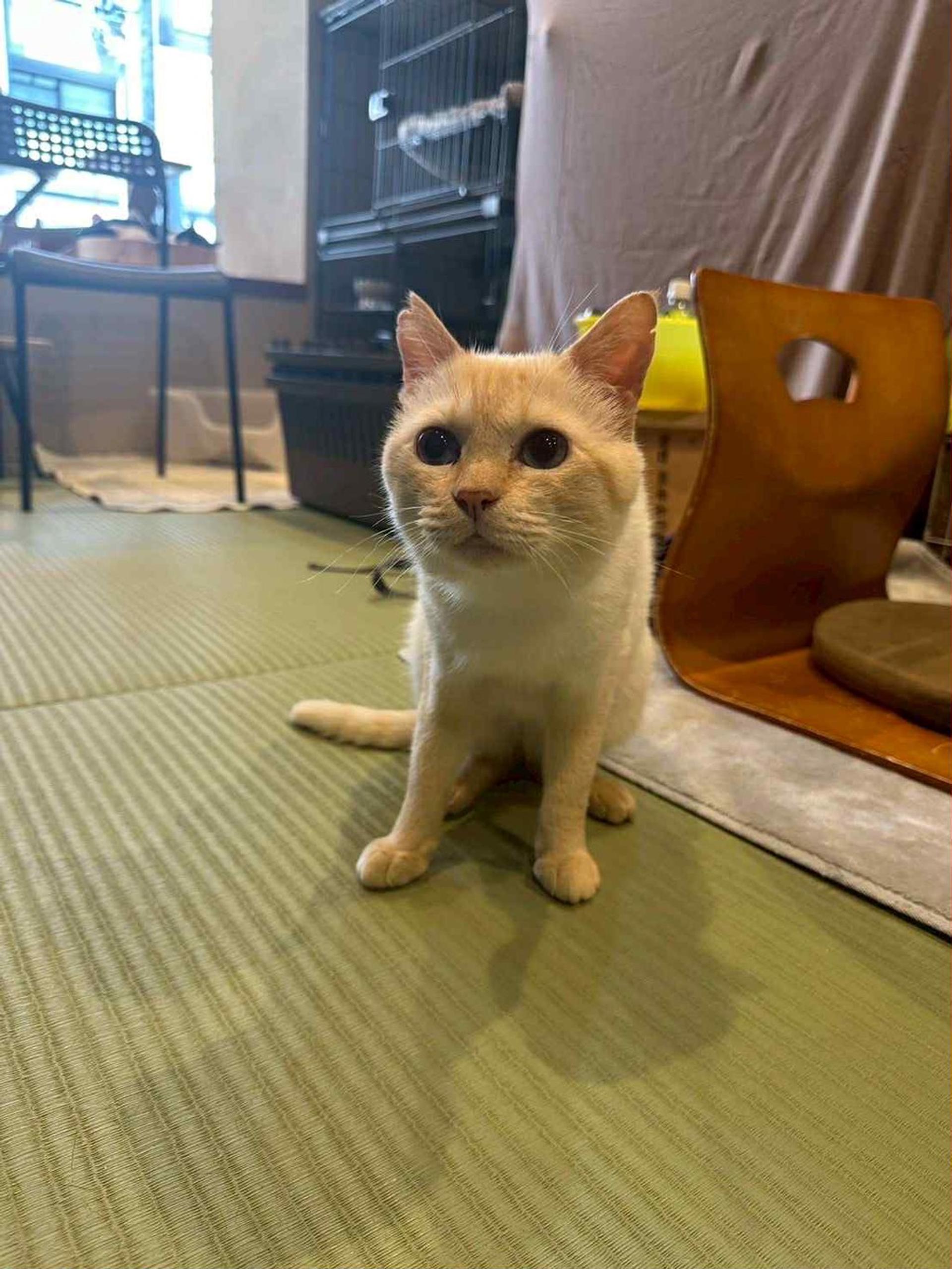 pet-image-5