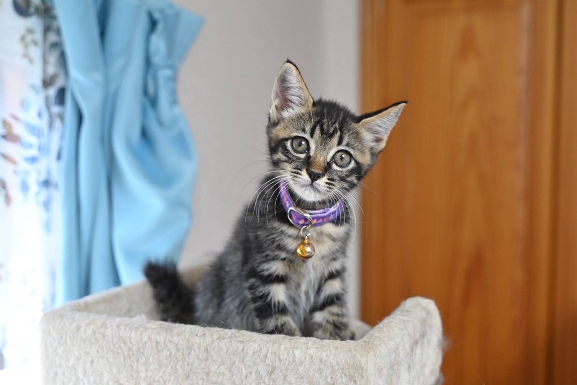 雑種（ミックス猫）・オスの里親募集の写真