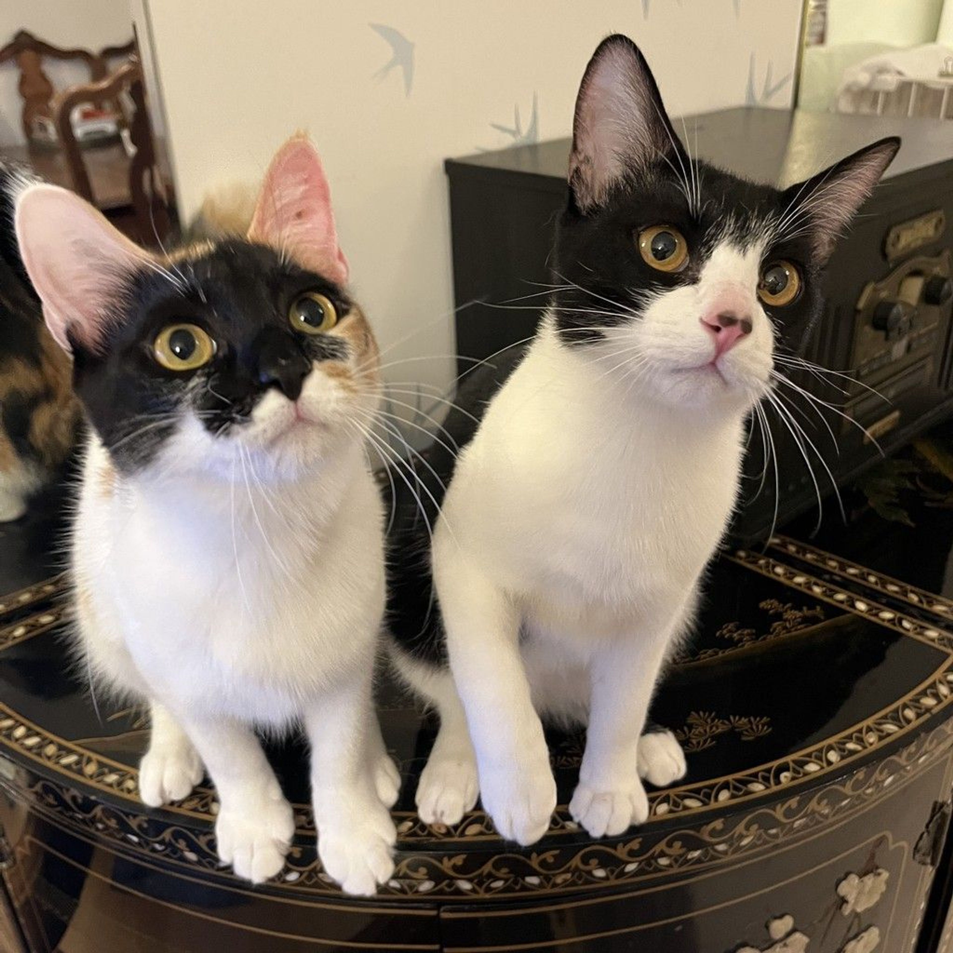 雑種（ミックス猫）・メスの里親募集の写真