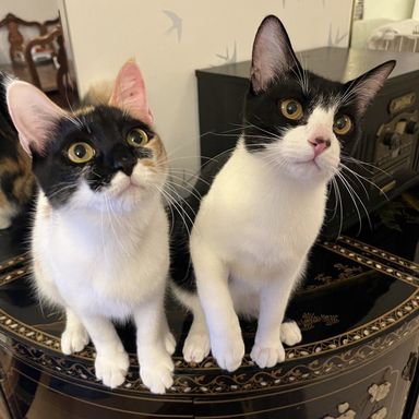 雑種（ミックス猫）・メスの里親募集の写真