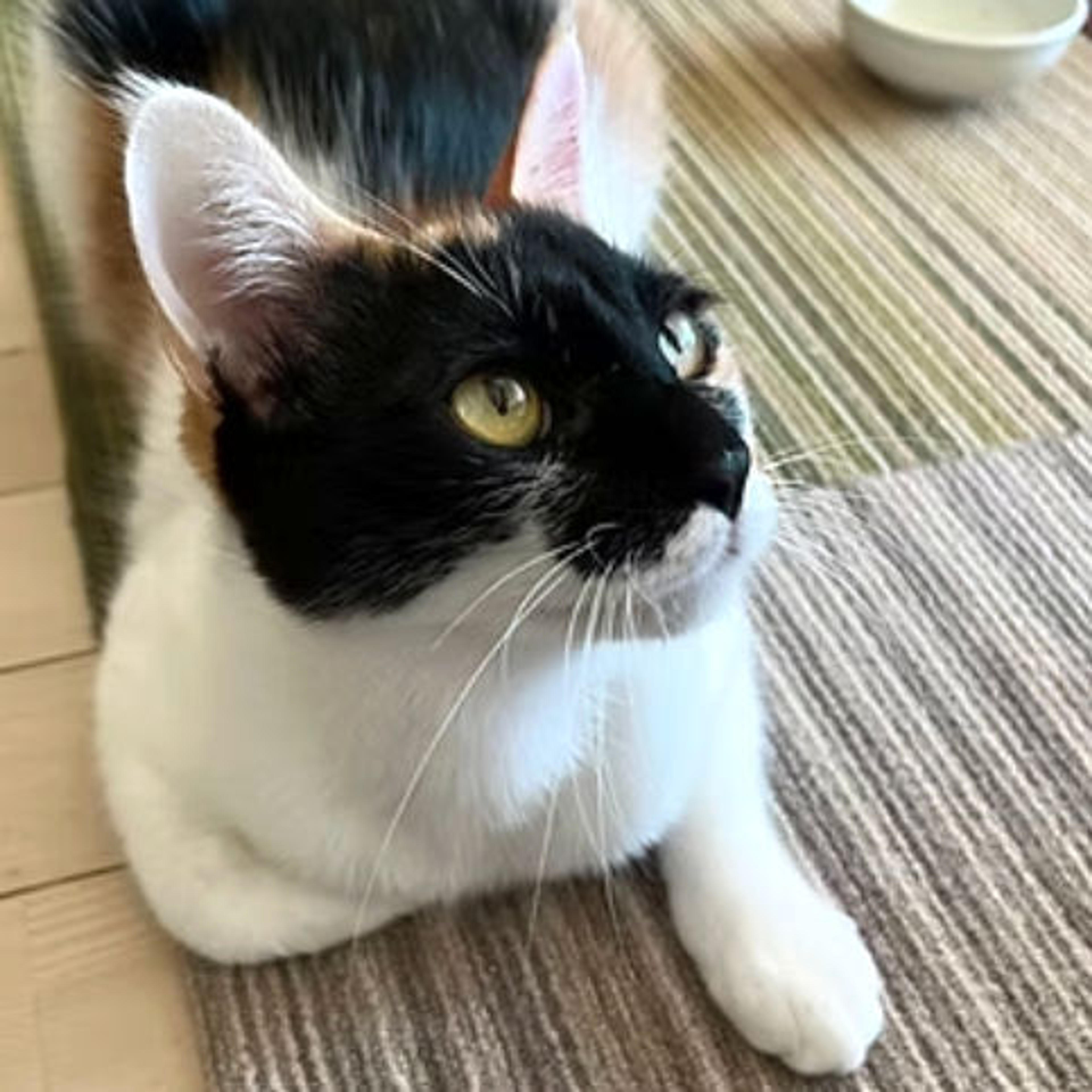pet-image-9