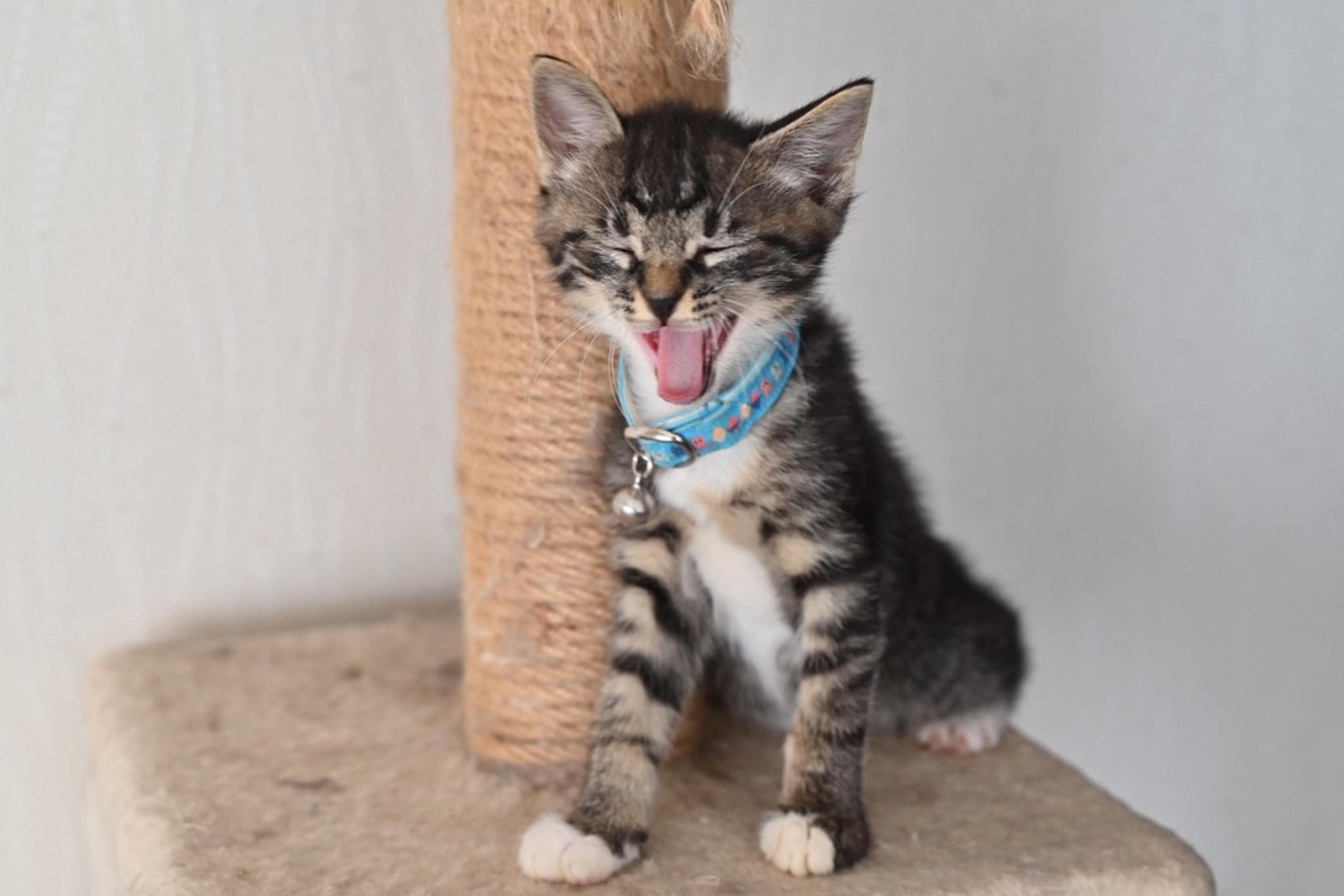 pet-image-5