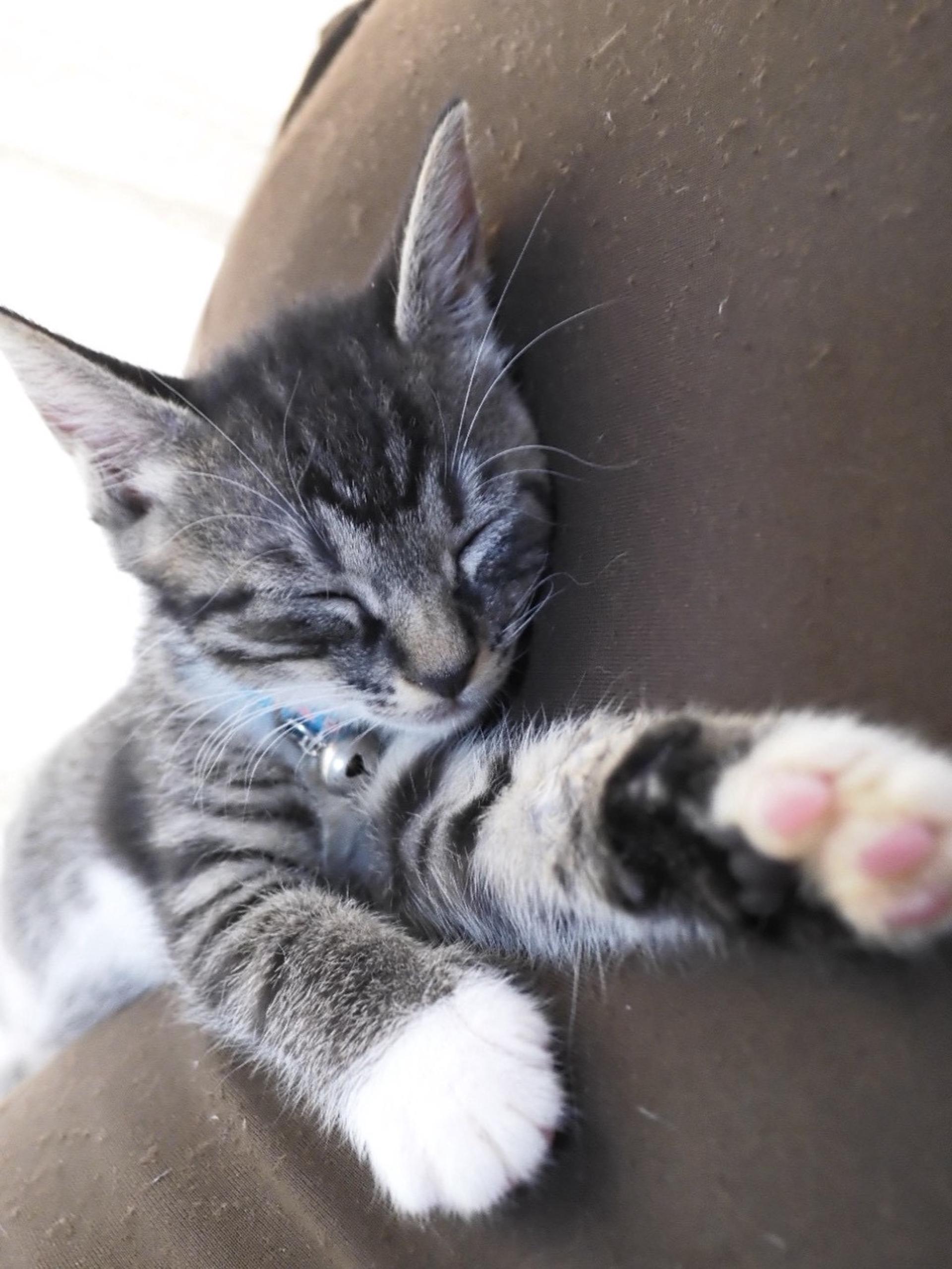 pet-image-6