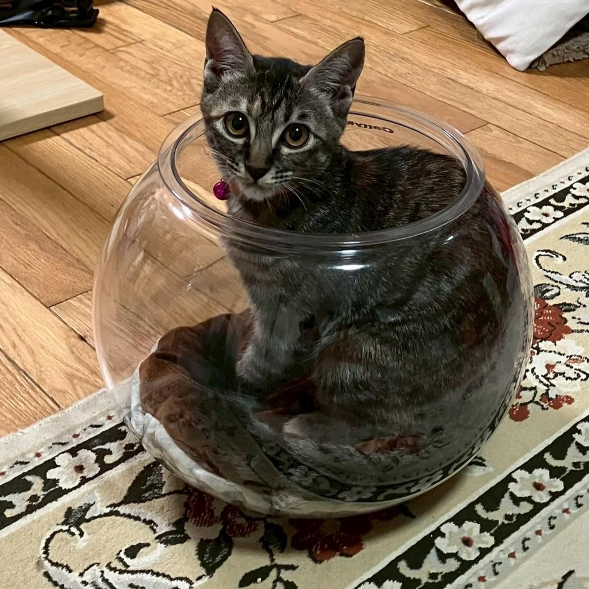 pet-image-5