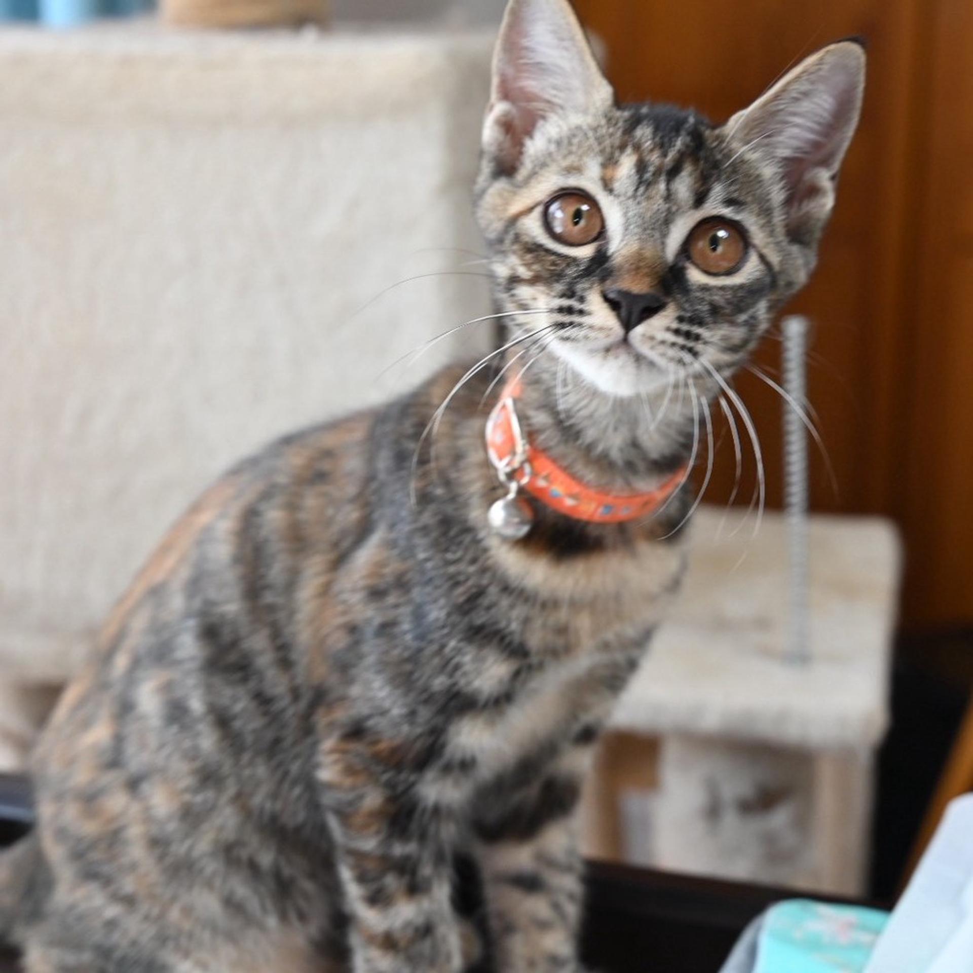 pet-image-7