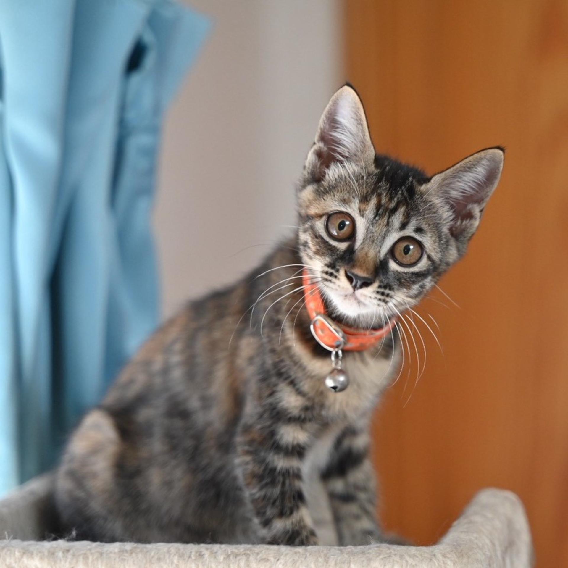 pet-image-8