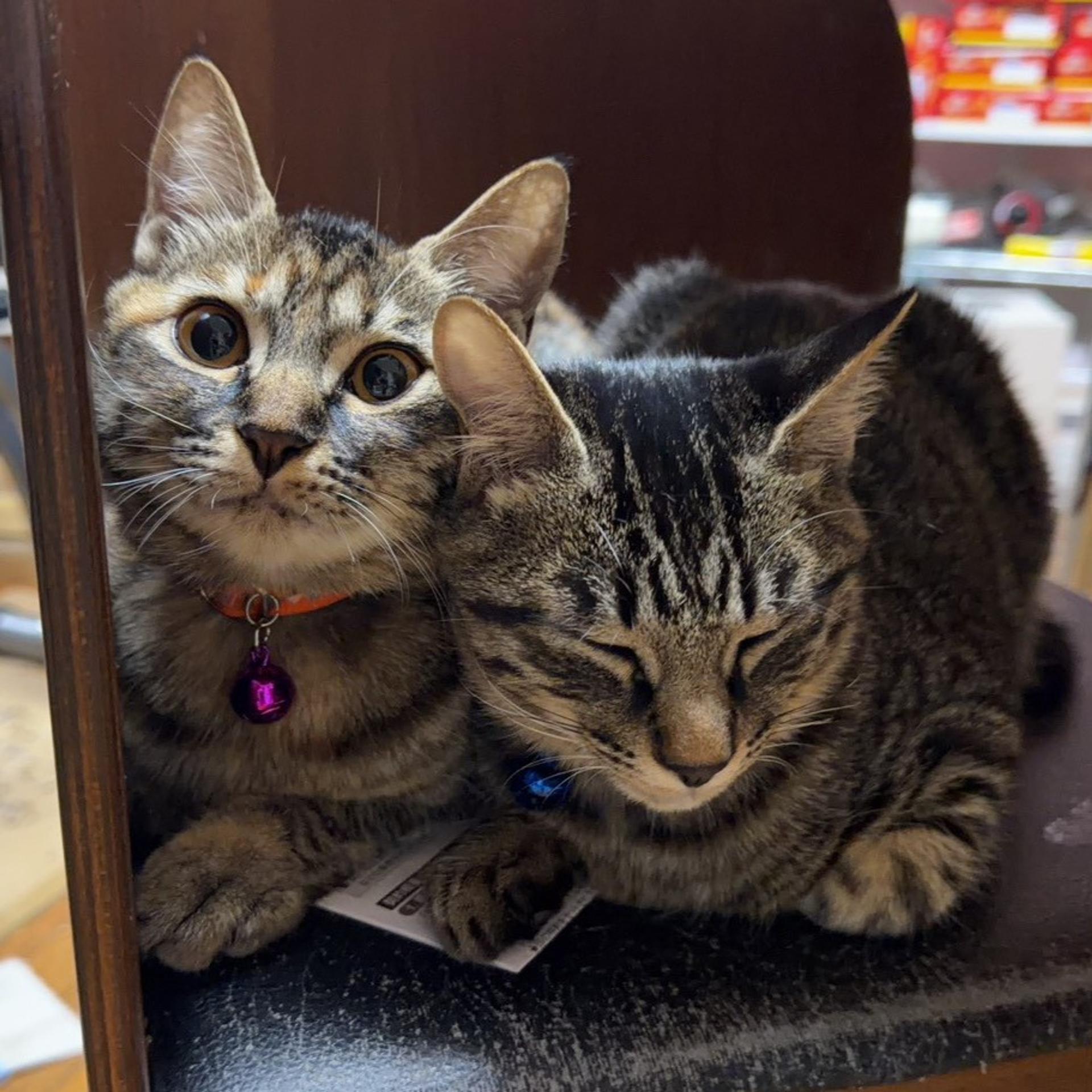 pet-image-9