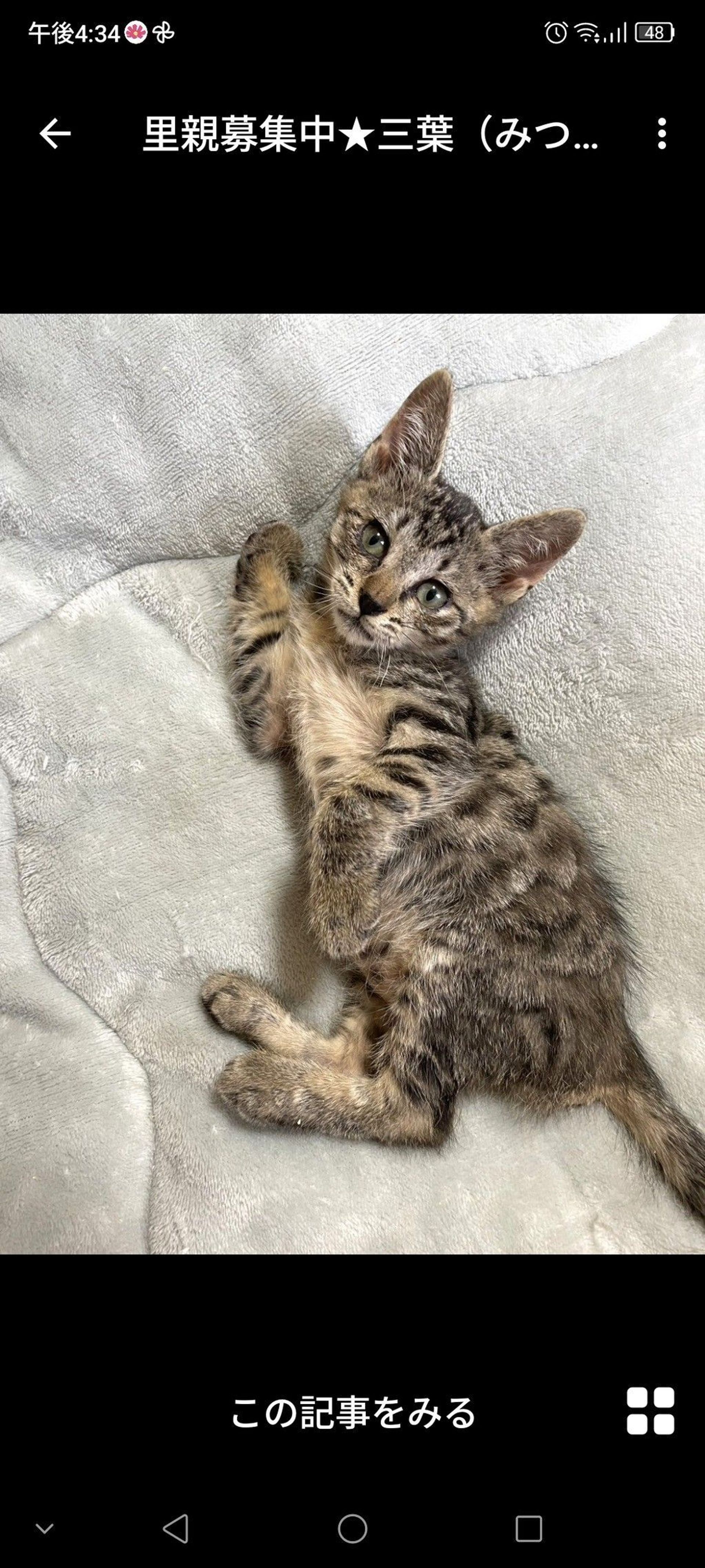 雑種（ミックス猫）・メスの里親募集の写真
