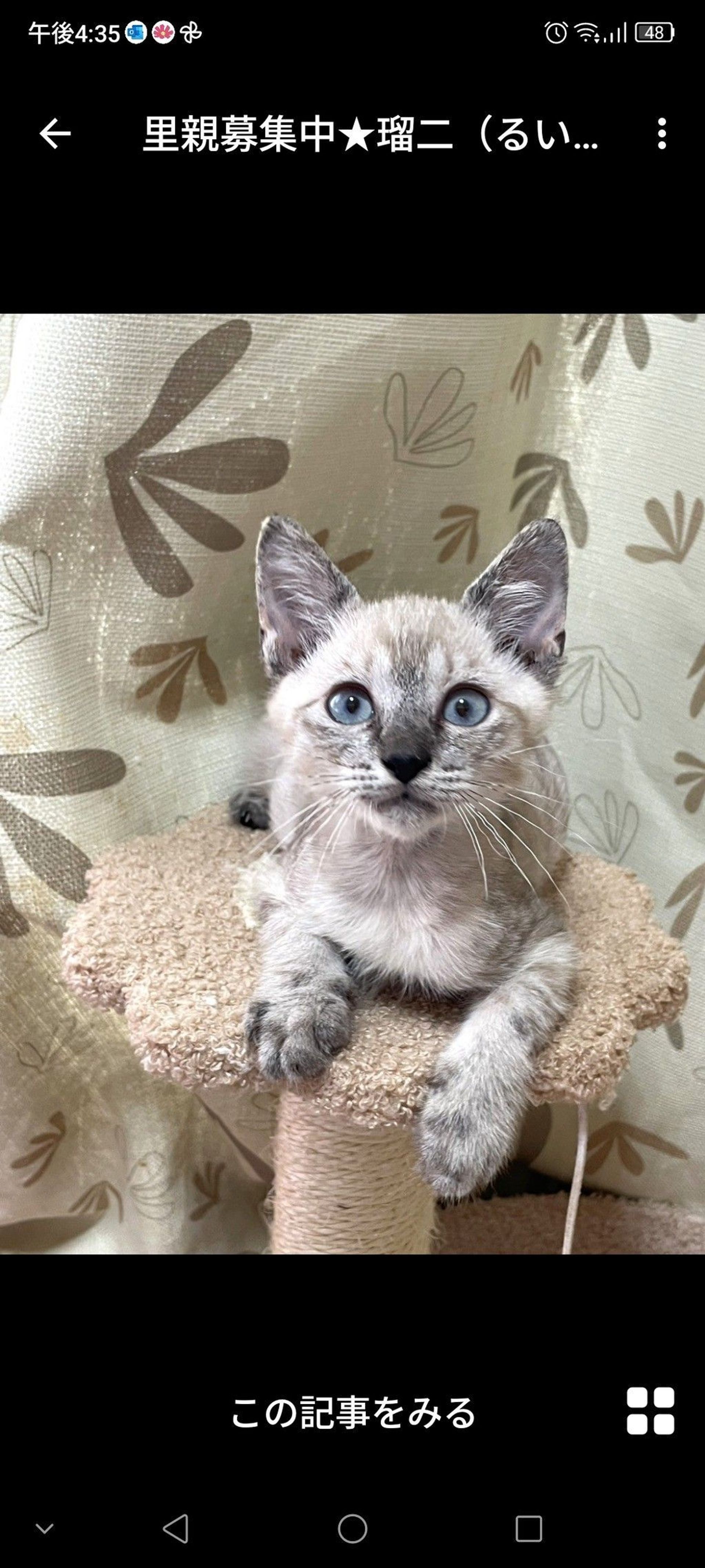雑種（ミックス猫）・オスの里親募集の写真