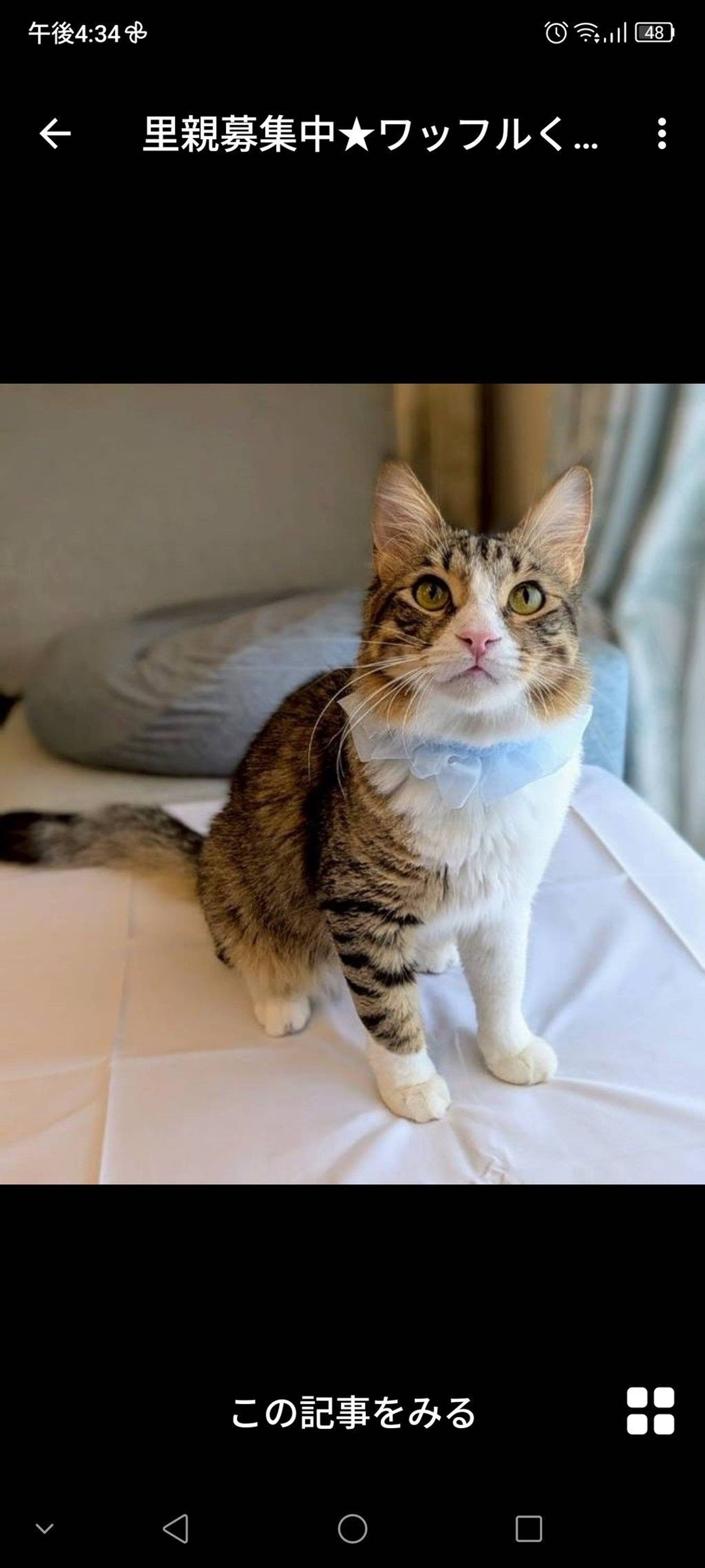 雑種（ミックス猫）・オスの里親募集の写真