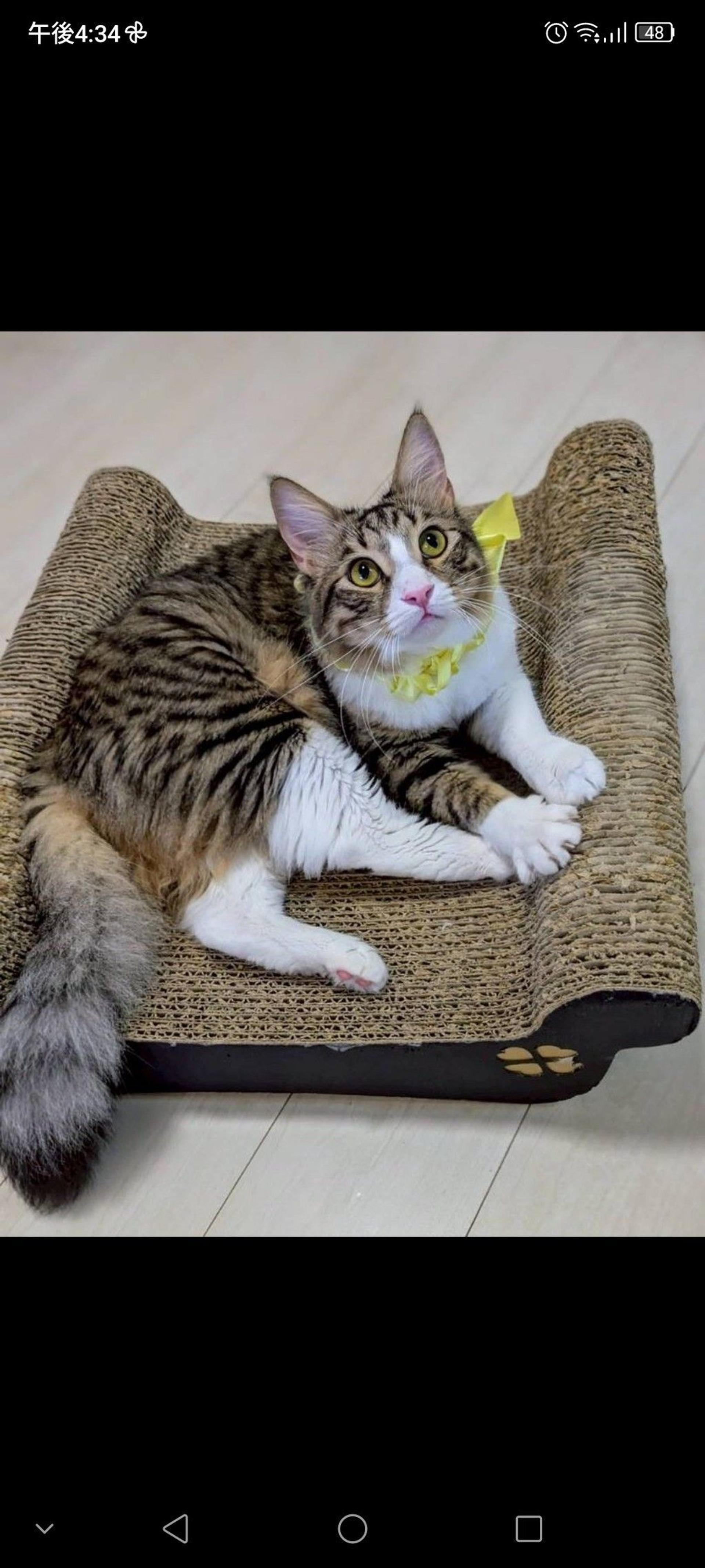 pet-image-3