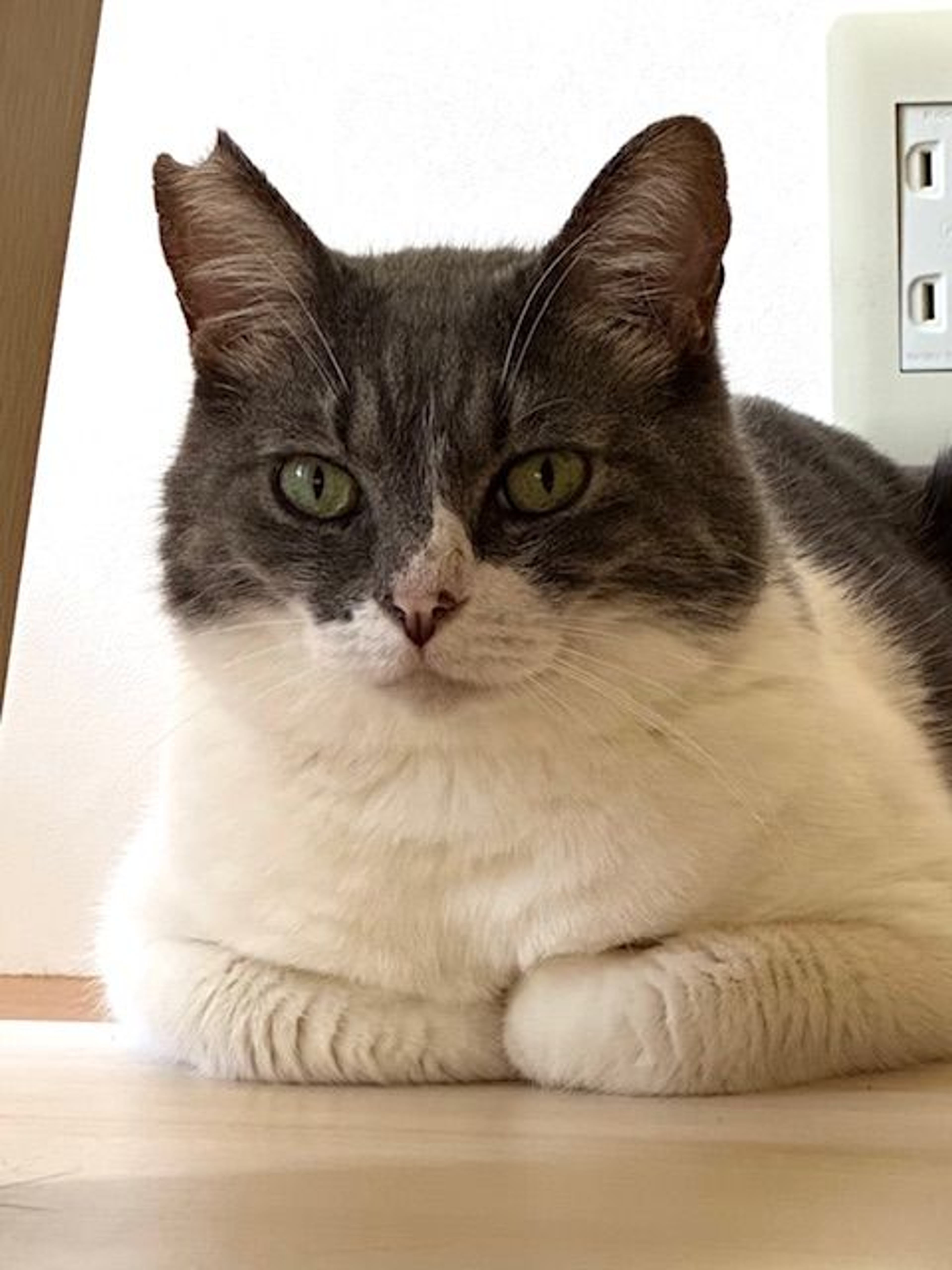 雑種（ミックス猫）・オスの里親募集の写真