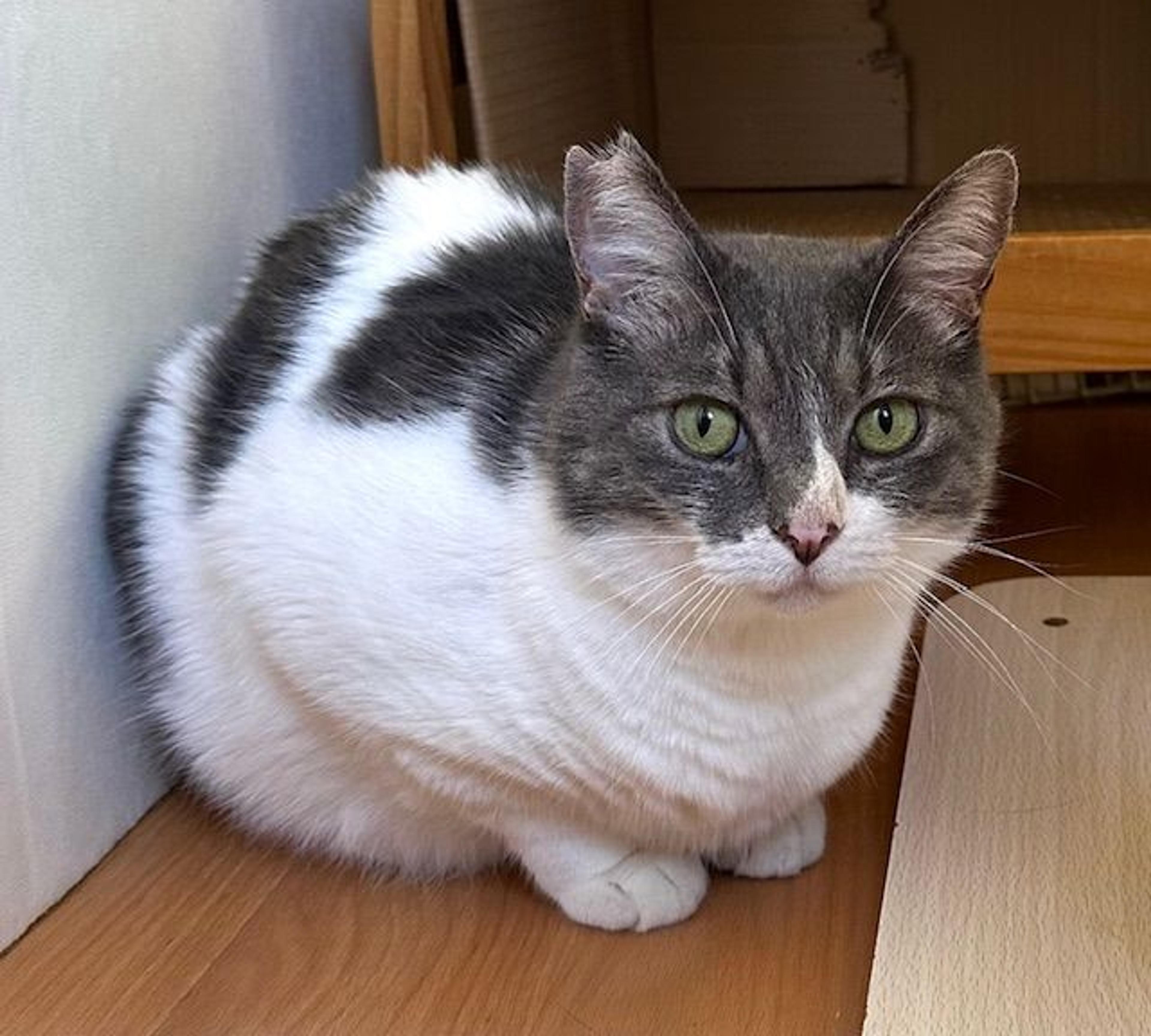 pet-image-2