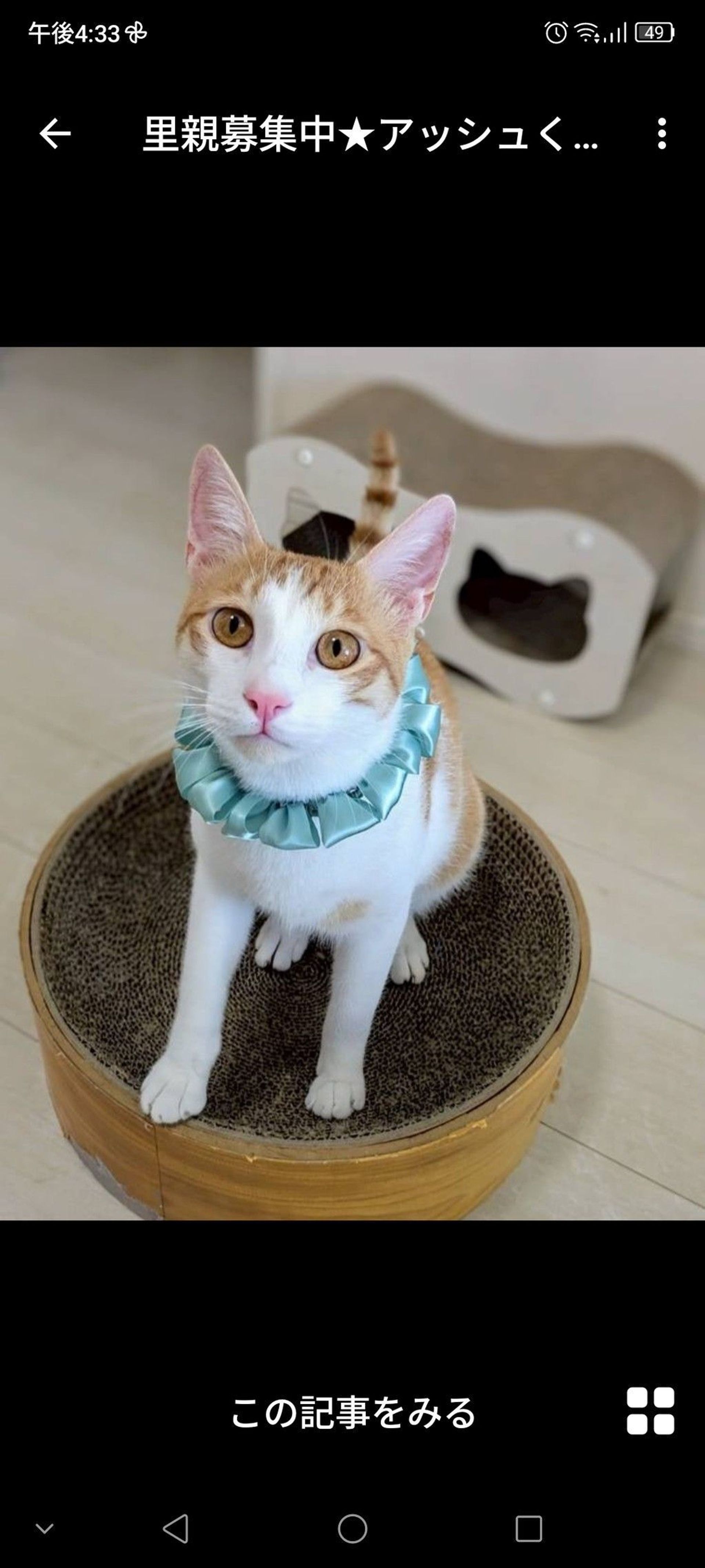 雑種（ミックス猫）・オスの里親募集の写真