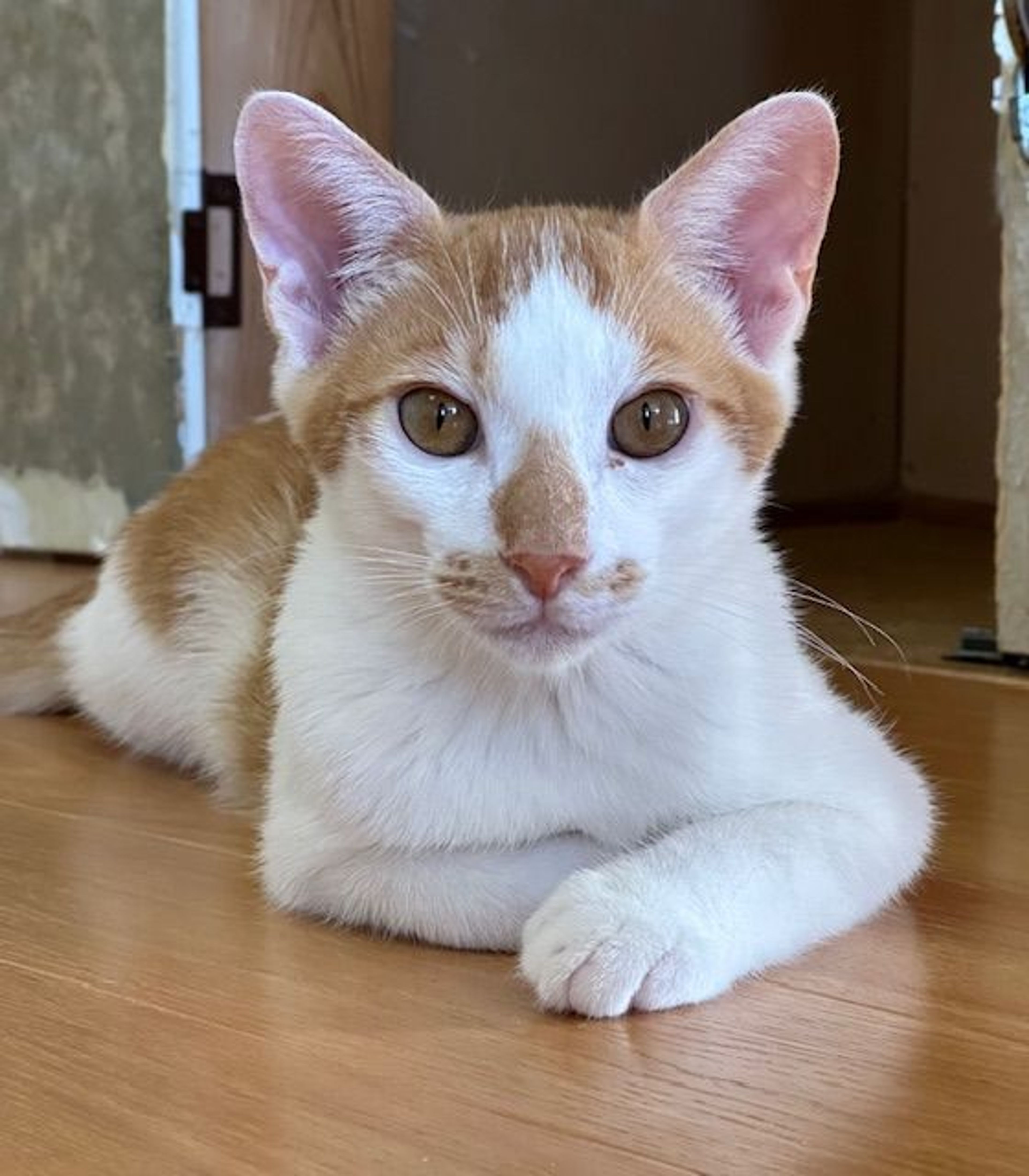 雑種（ミックス猫）・オスの里親募集の写真