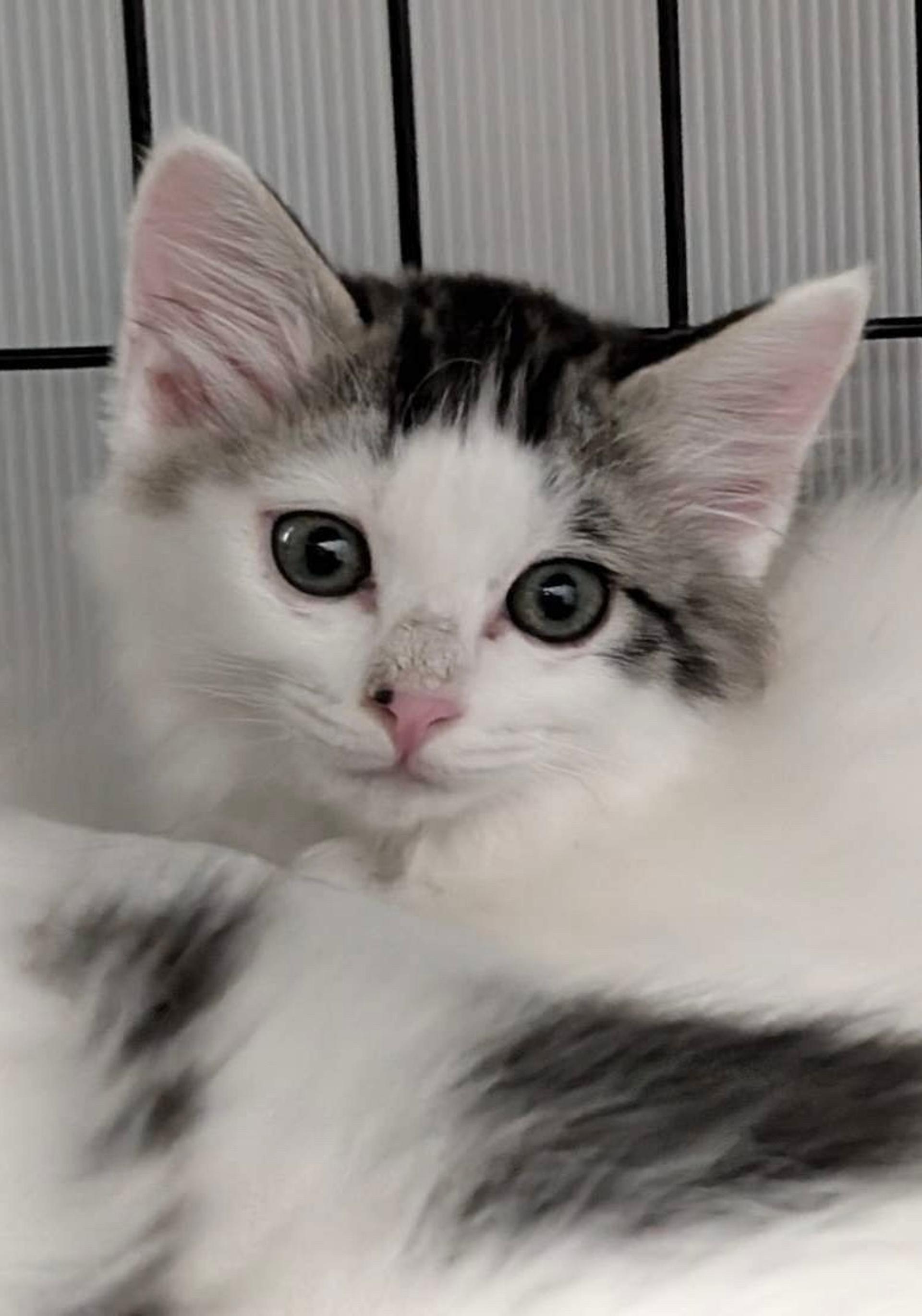 pet-image-2