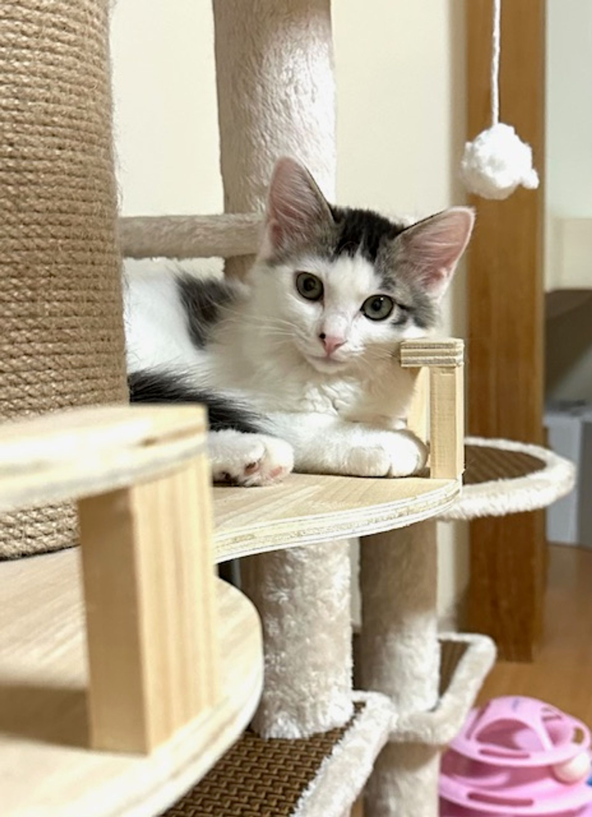 雑種（ミックス猫）・メスの里親募集の写真