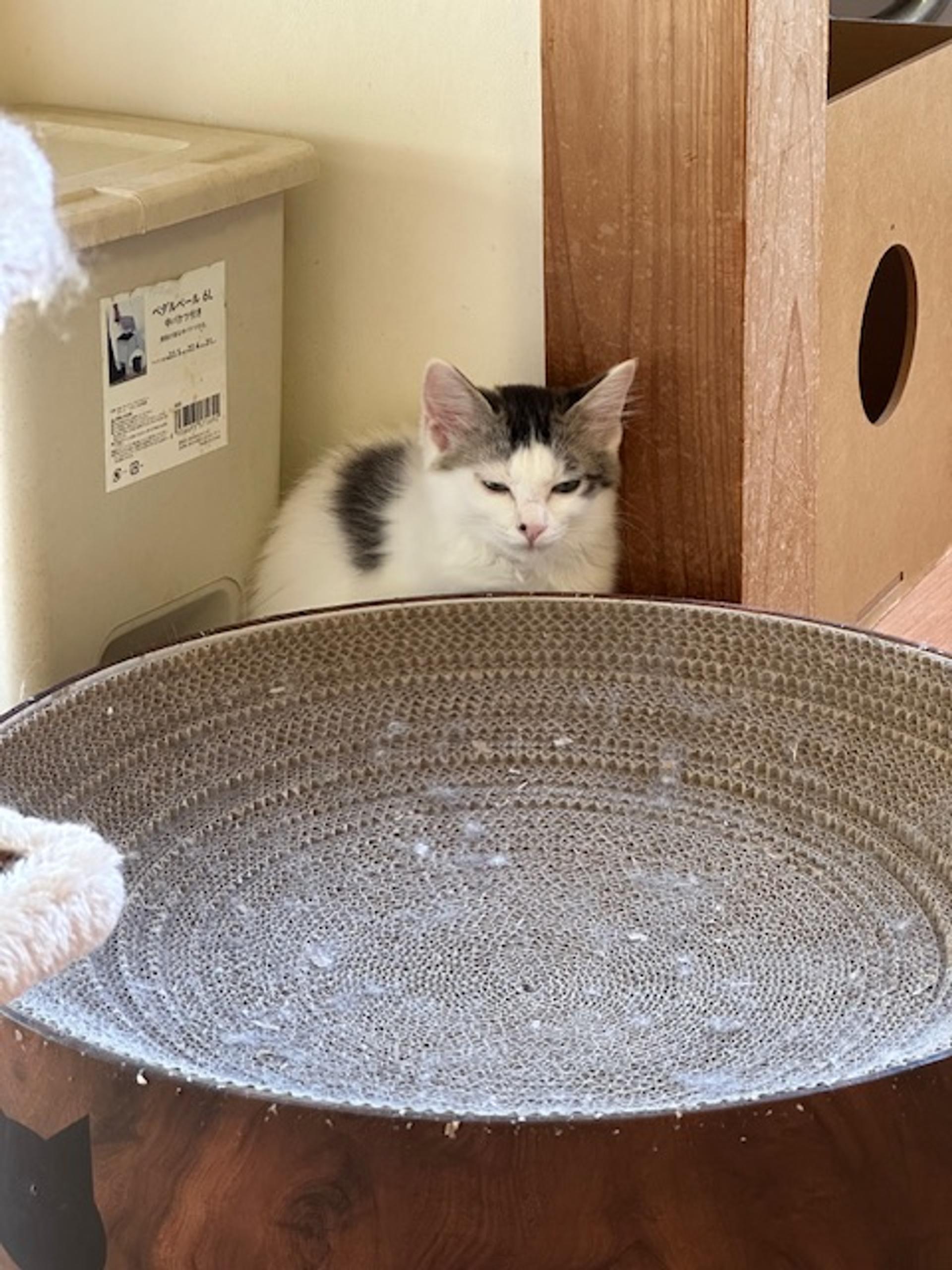 pet-image-4