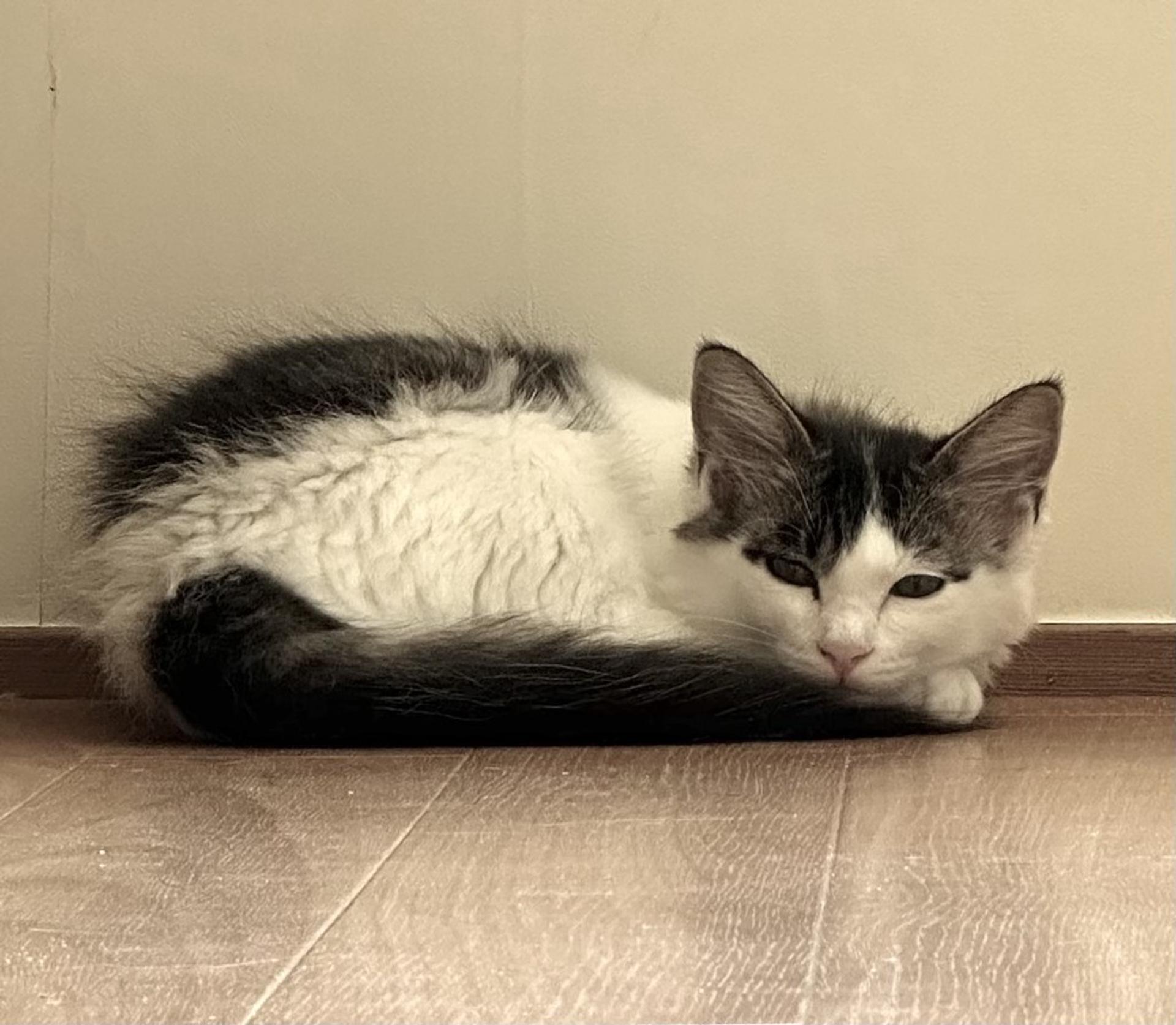 pet-image-3