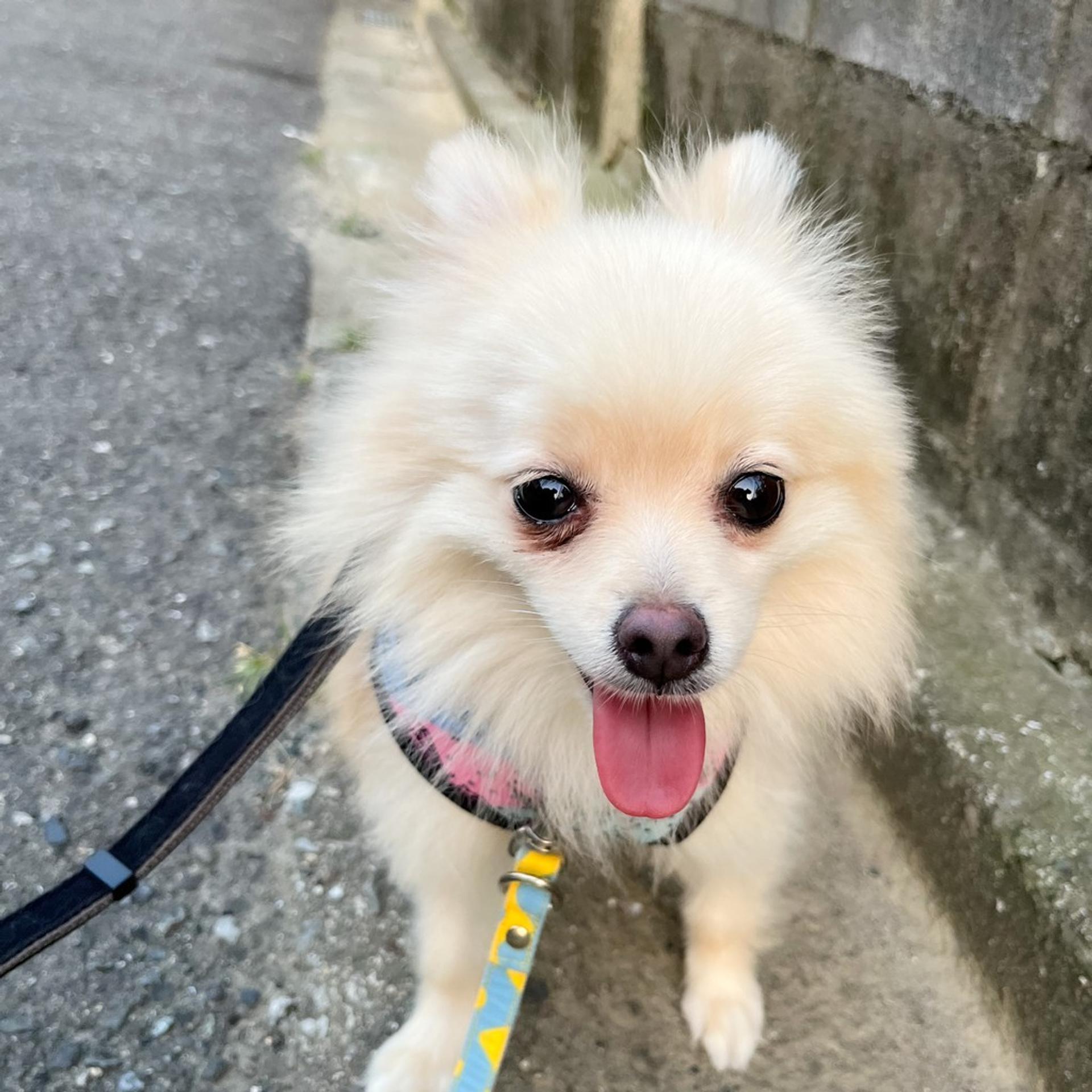pet-image-4