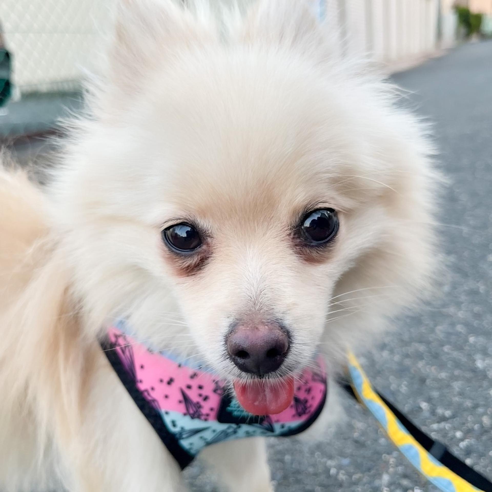 pet-image-6