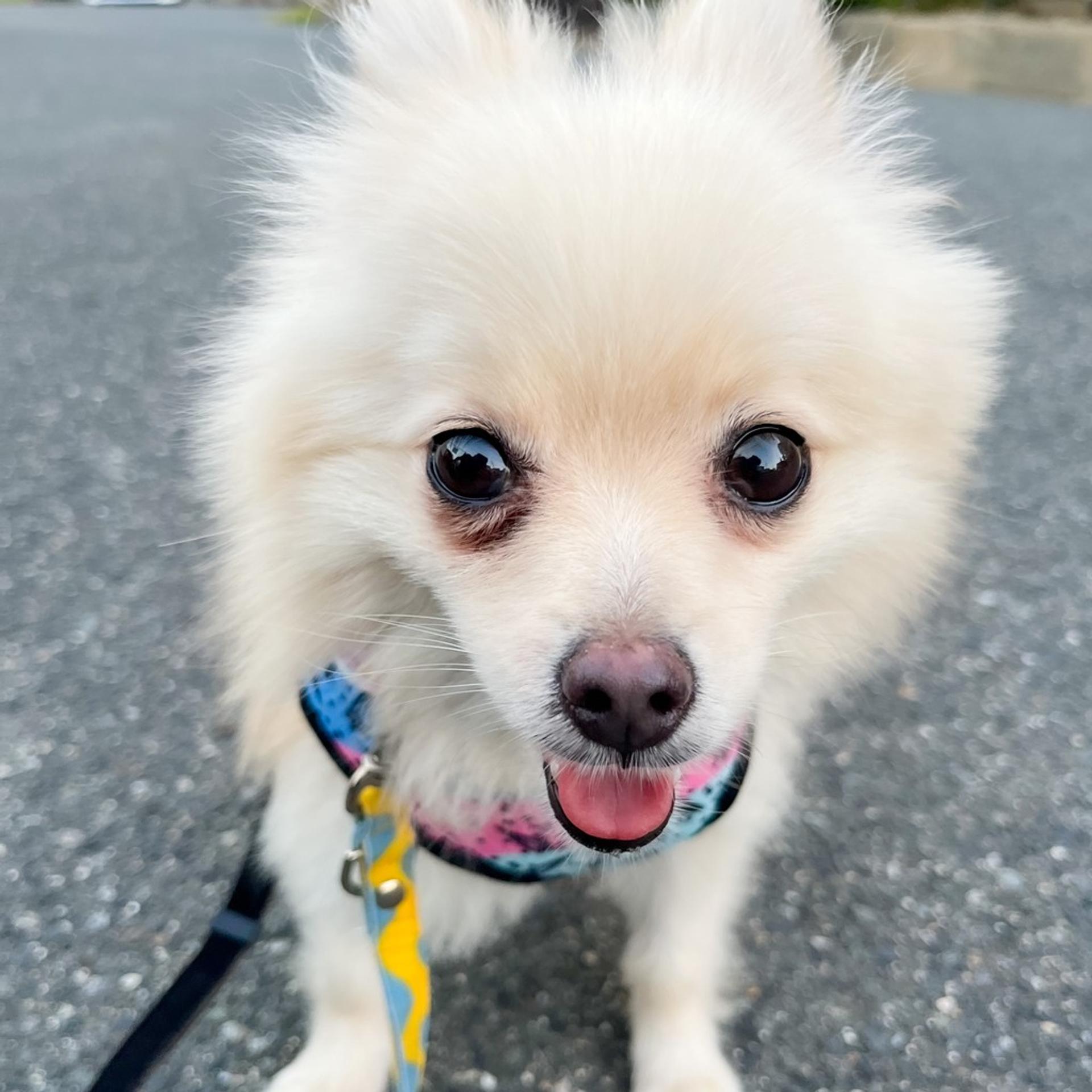 pet-image-7
