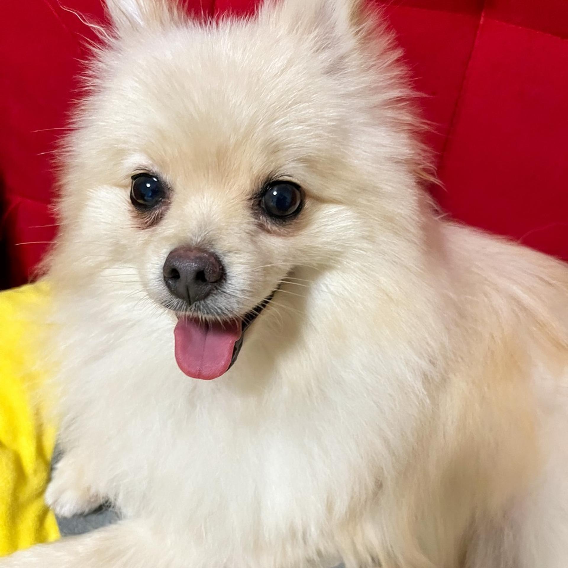 pet-image-10