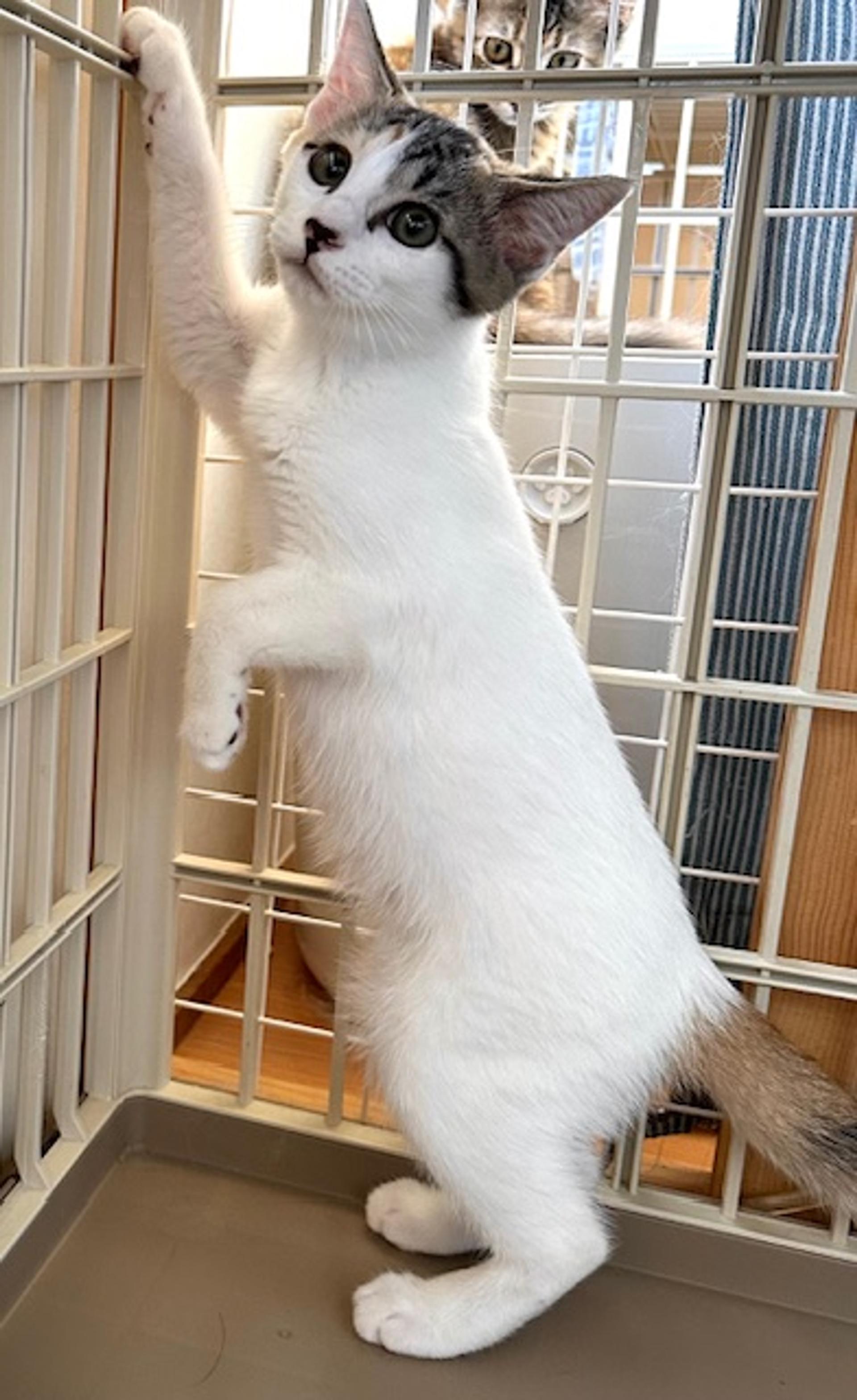 pet-image-3