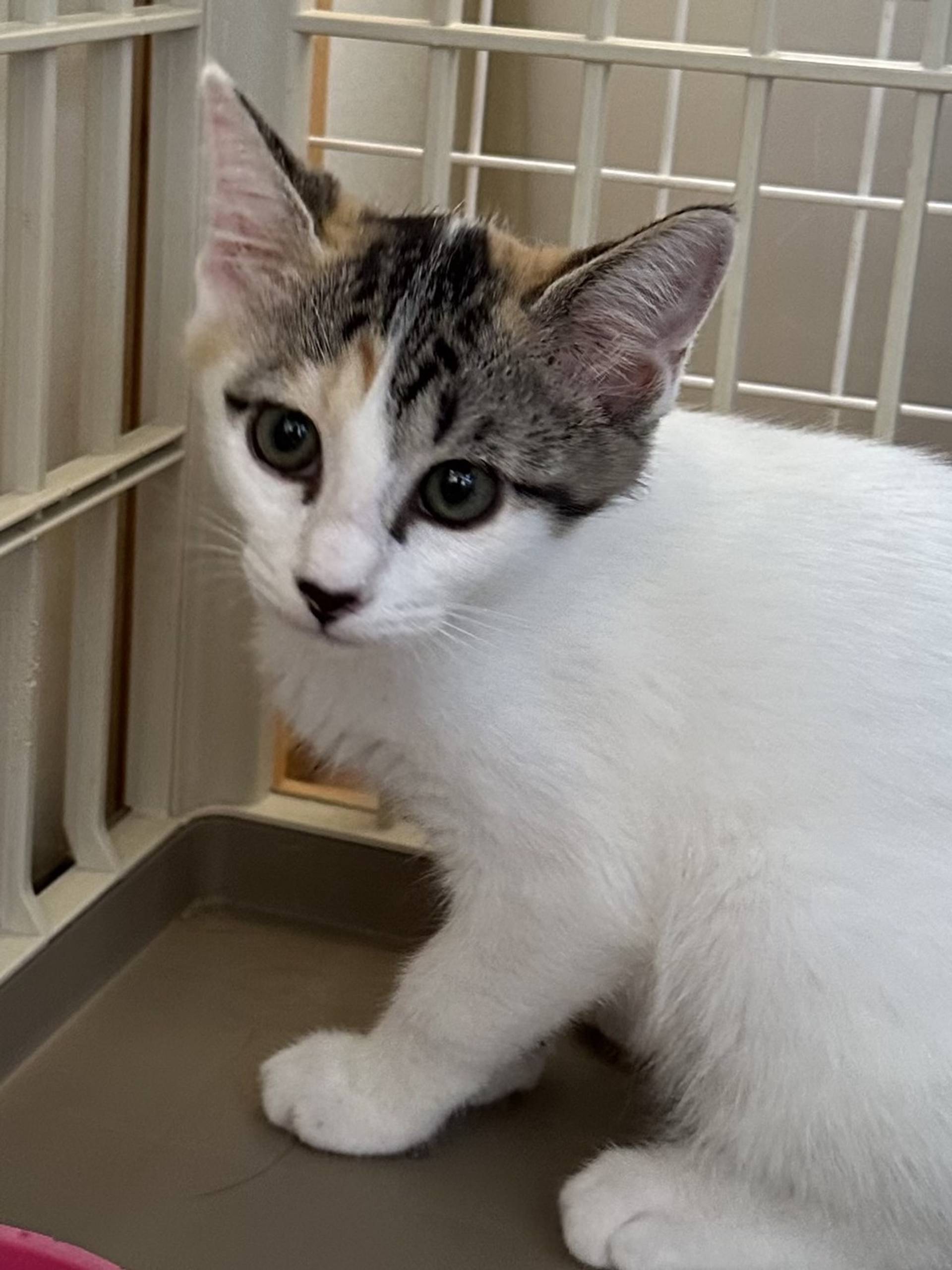 雑種（ミックス猫）・メスの里親募集の写真