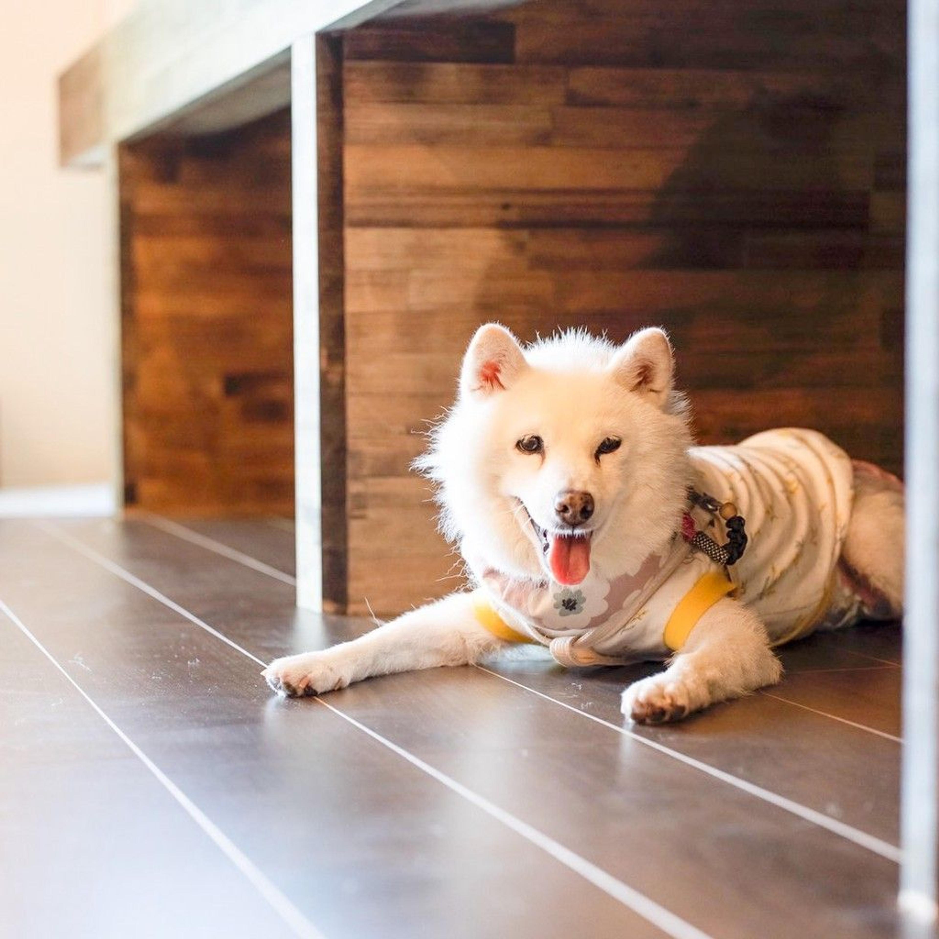 pet-image-4
