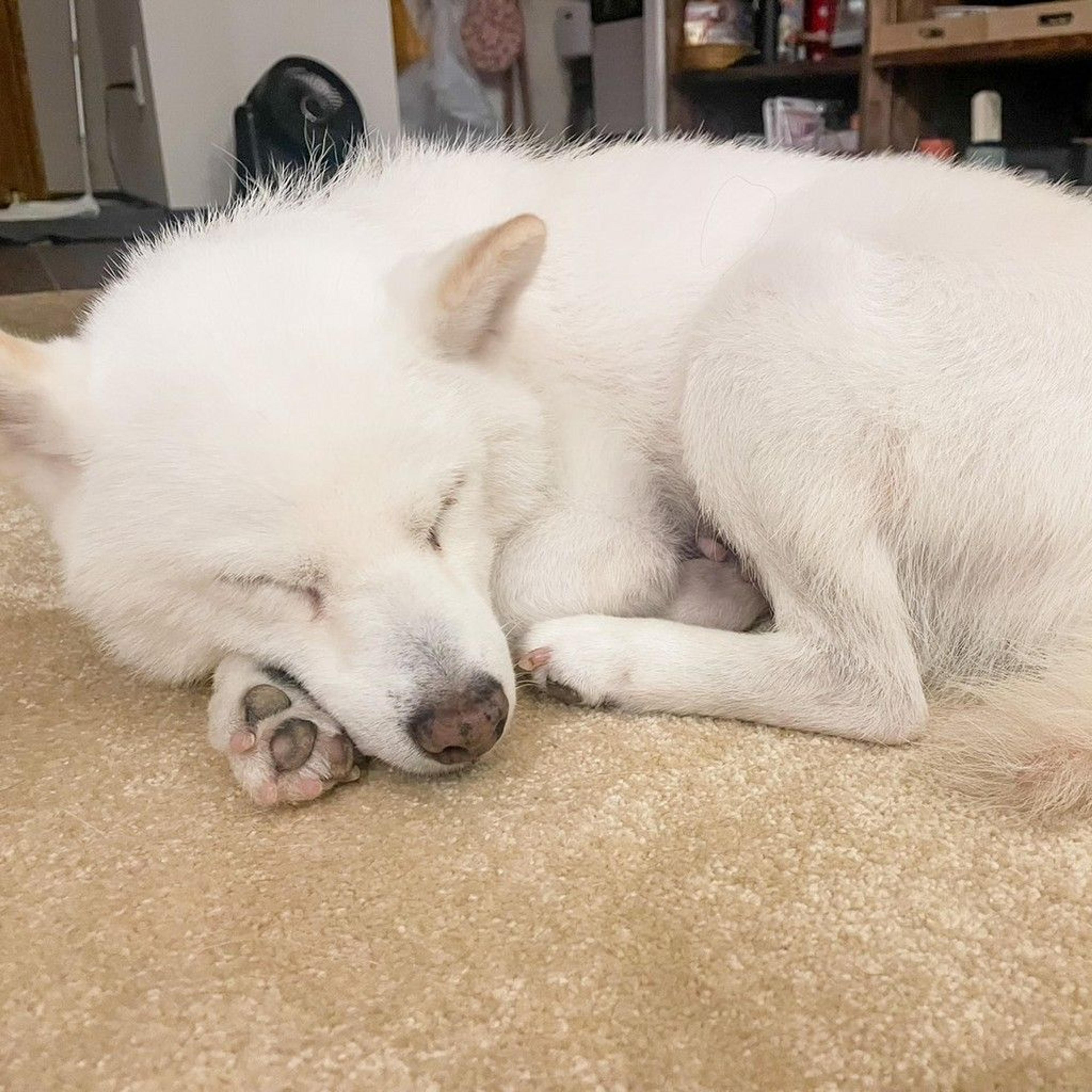 pet-image-6