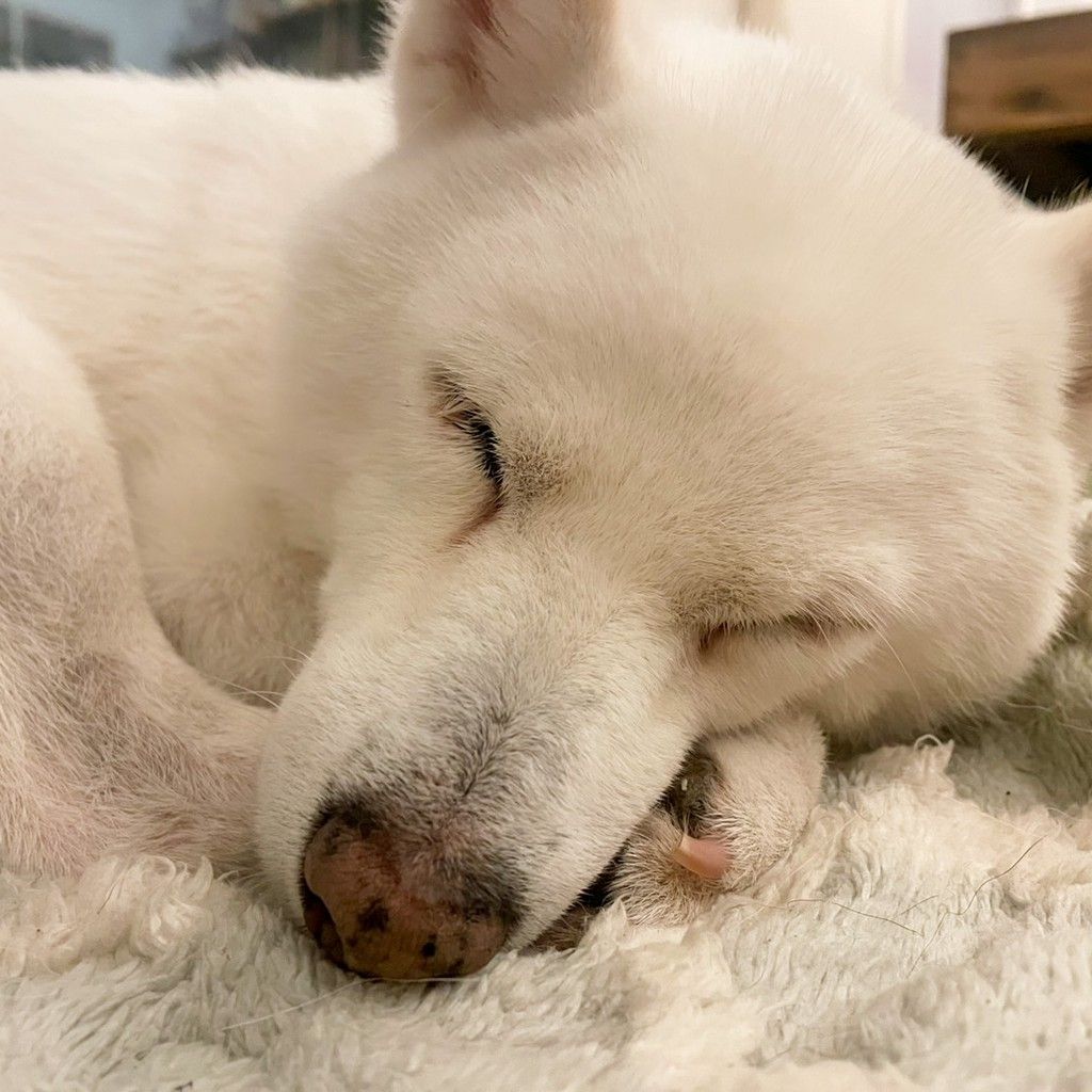 ★柴犬★福雀 SANTORY×笑点☆未使用•未開封品☆ Good night🌙🐕 🐶 割とすぐに#バスタオルの精 が戻ってきました