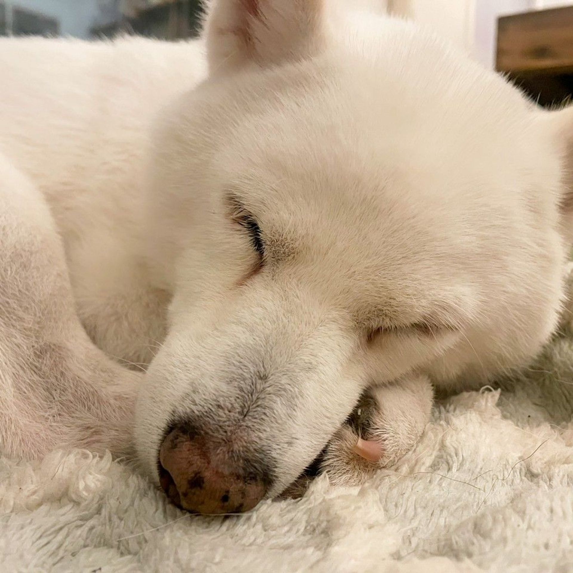柴犬・メスの里親募集の写真