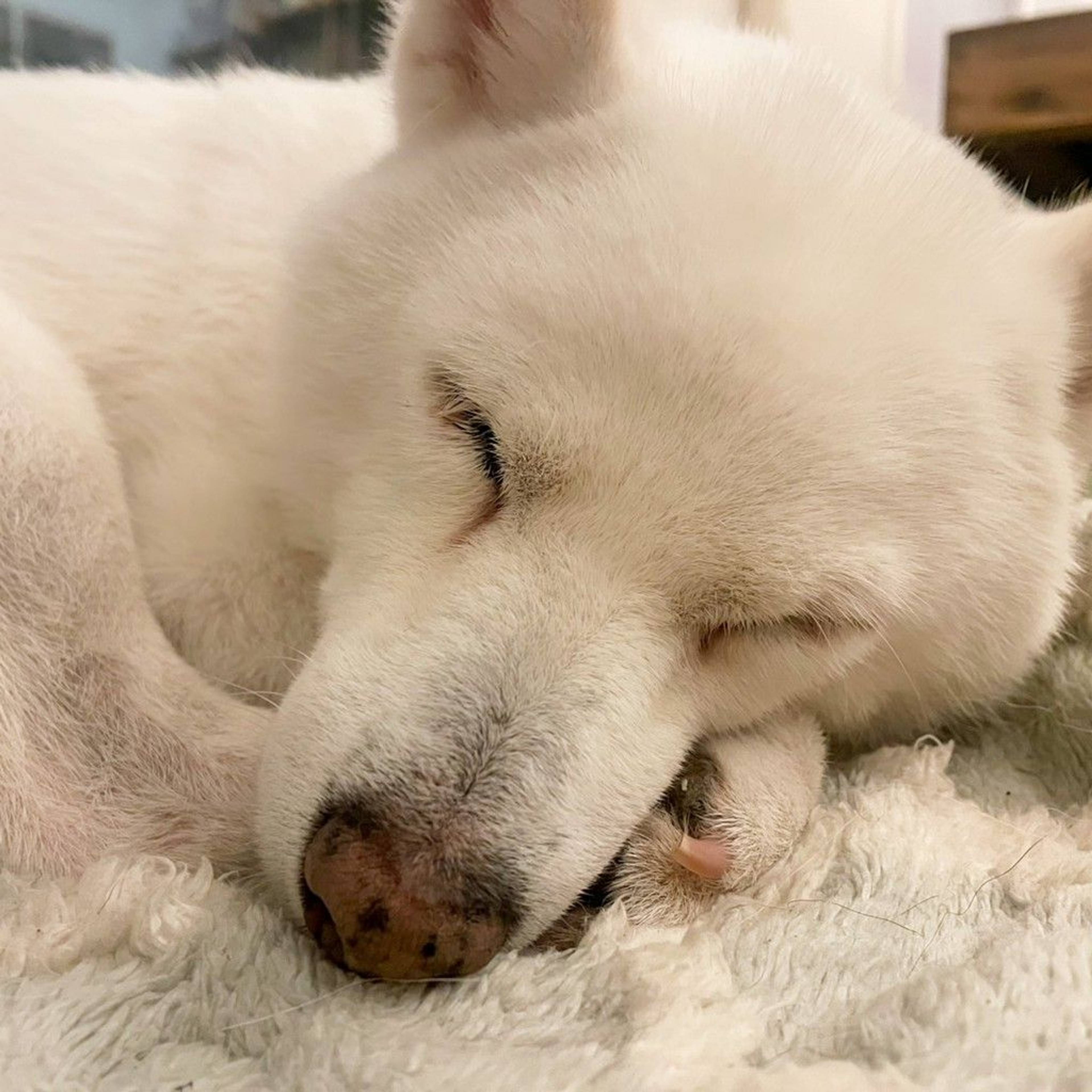 柴犬・メスの里親募集の写真