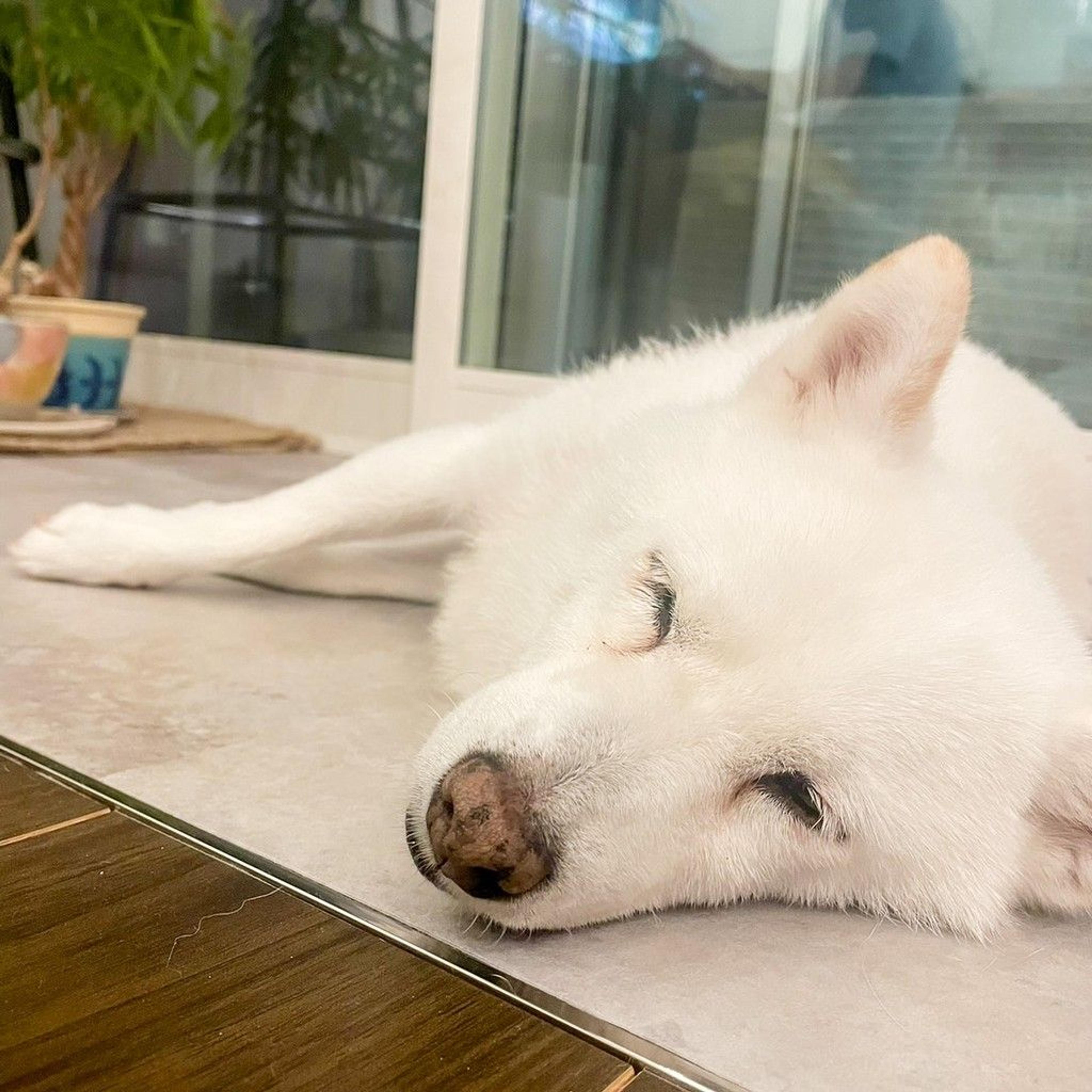 pet-image-7