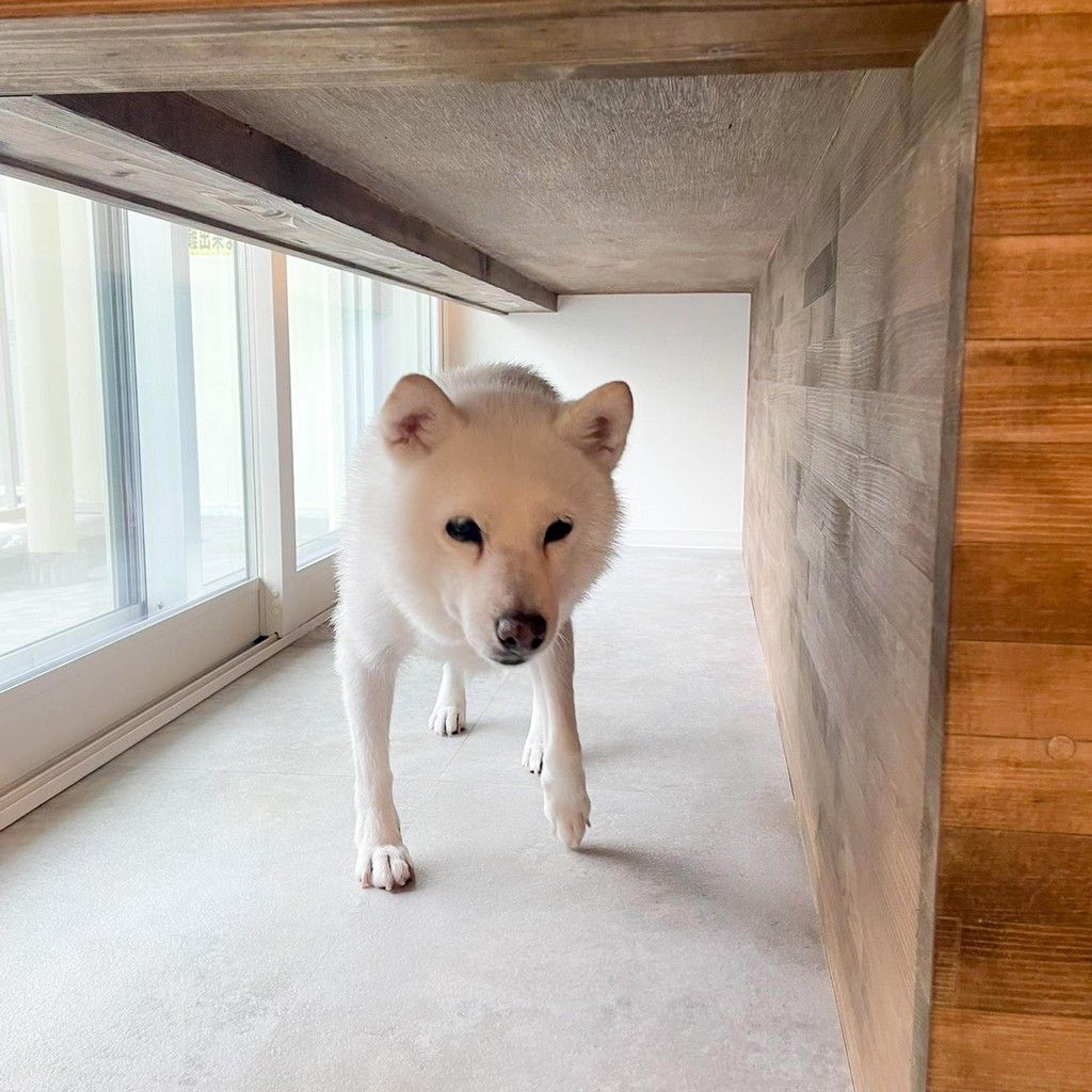 pet-image-9