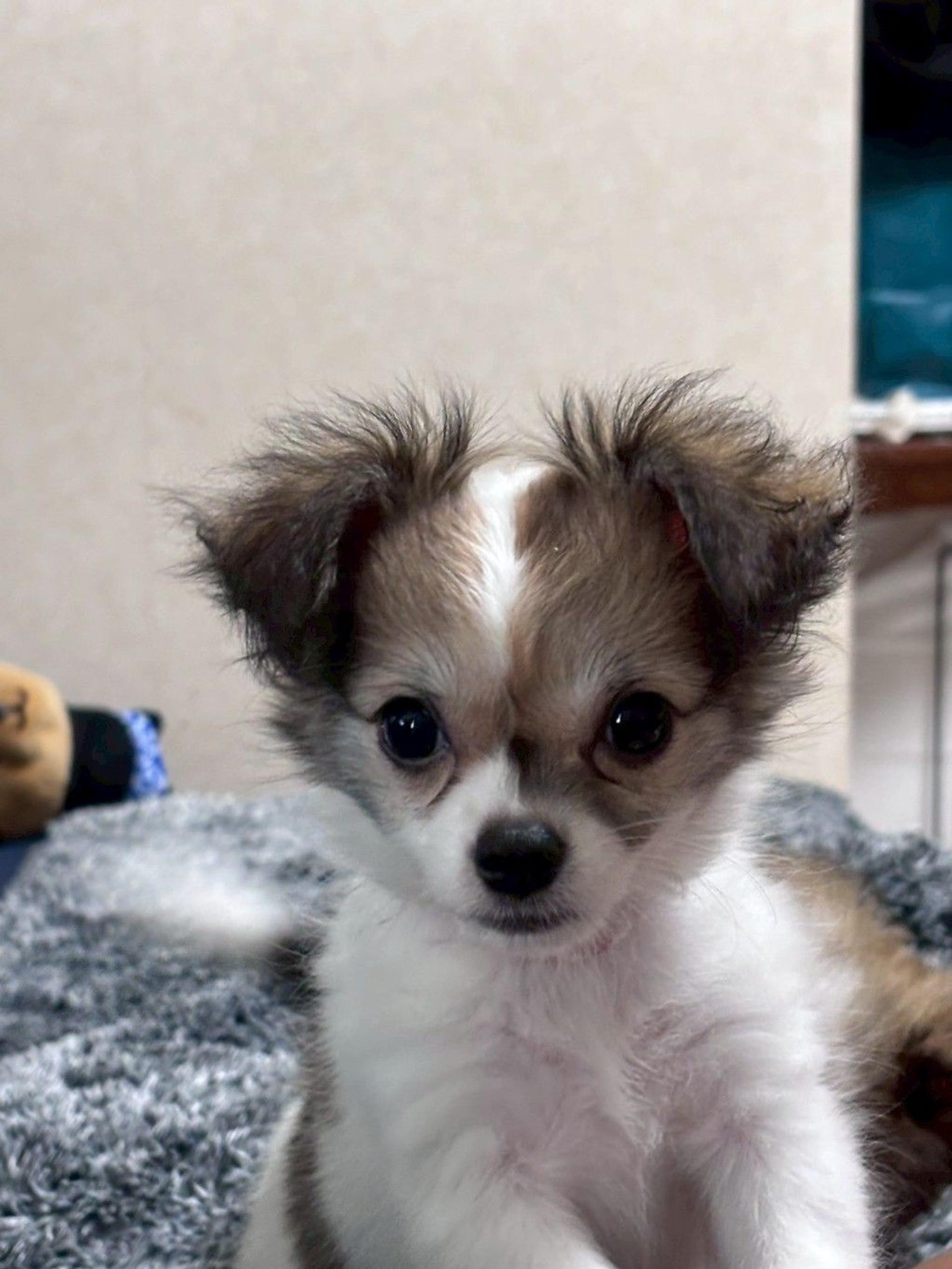 pet-image-2