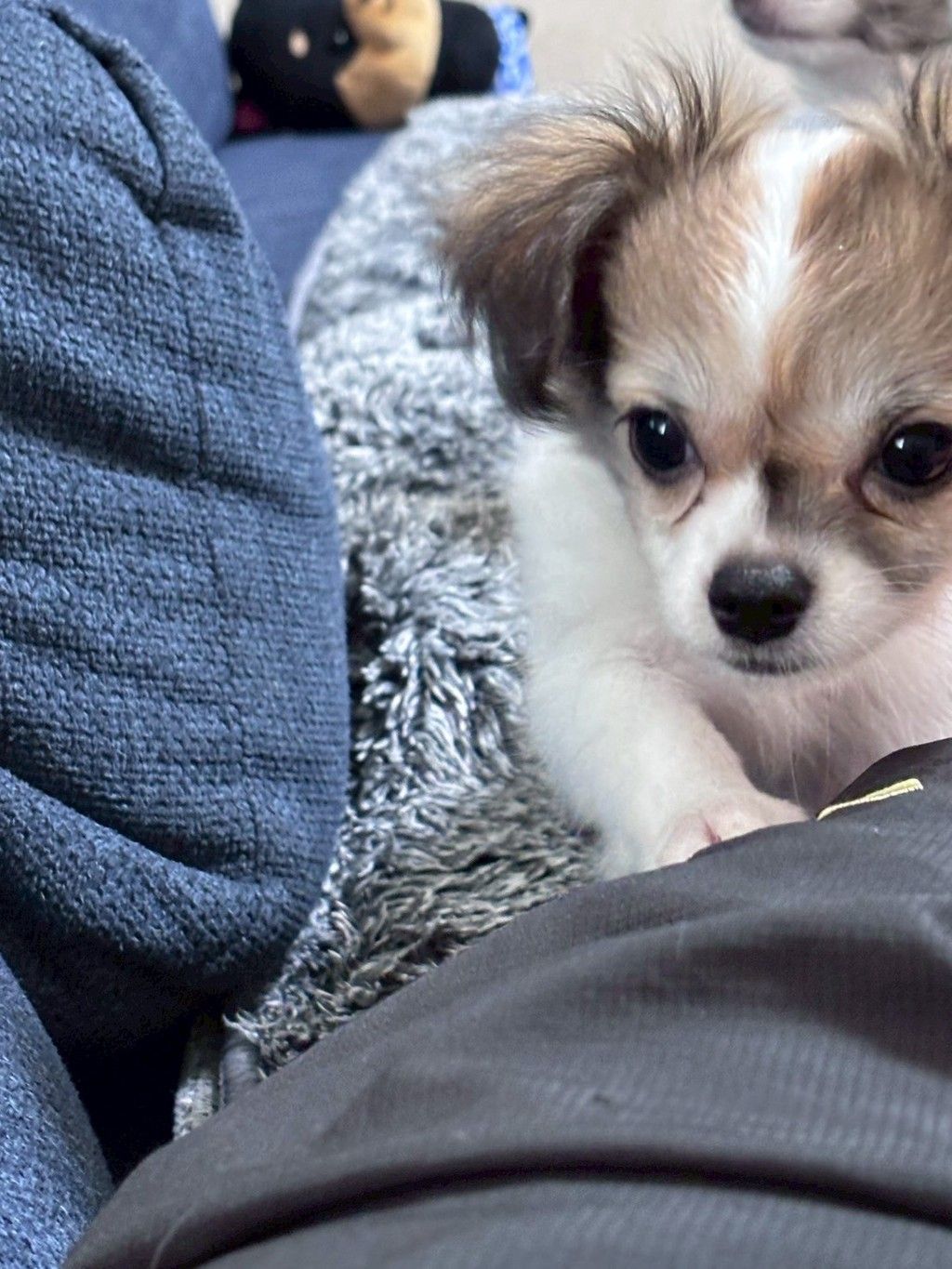 チワワミックスの女の子 鹿の子ちゃん | 雑種（ミックス犬） | 特定非