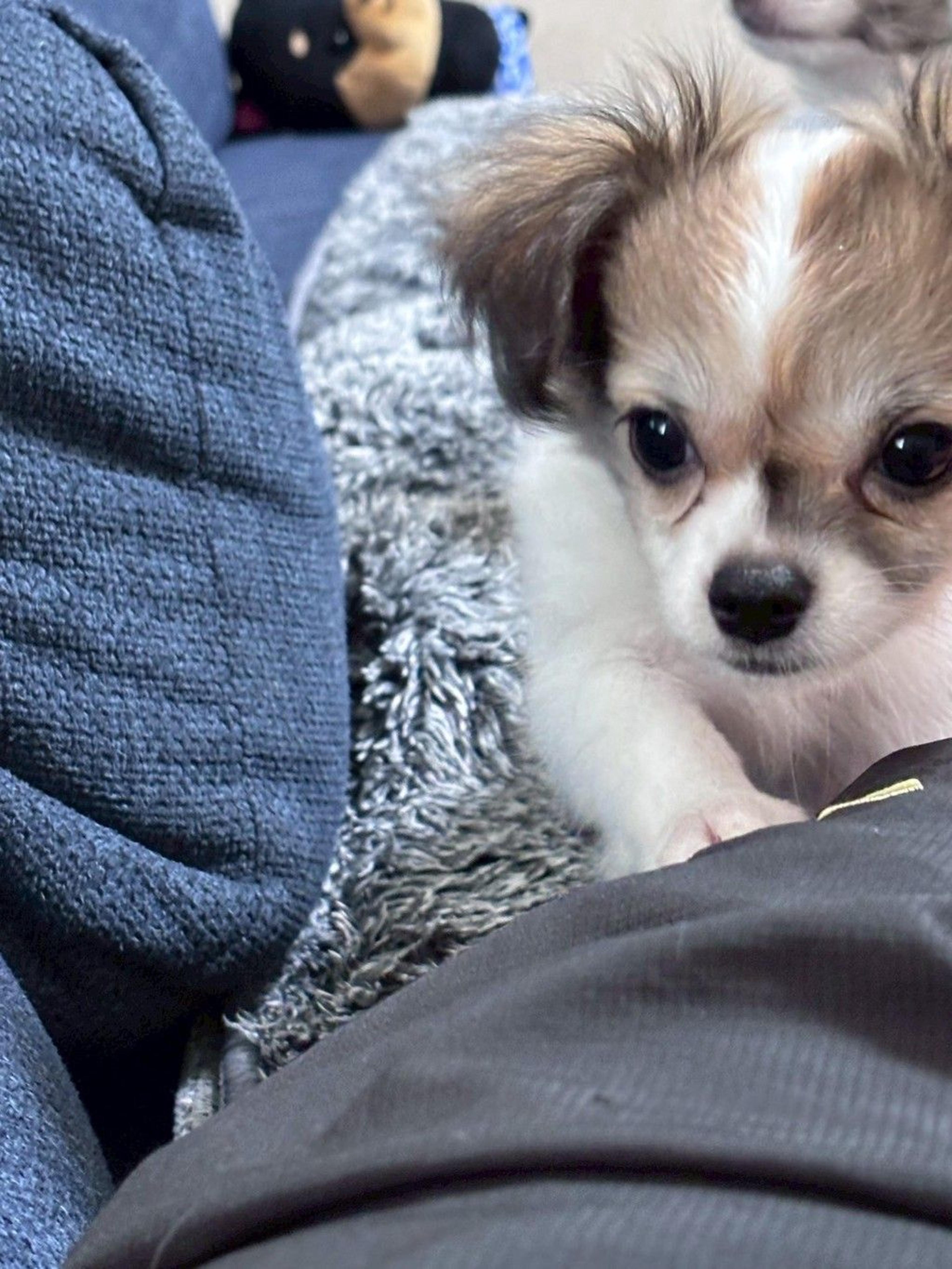 pet-image-3