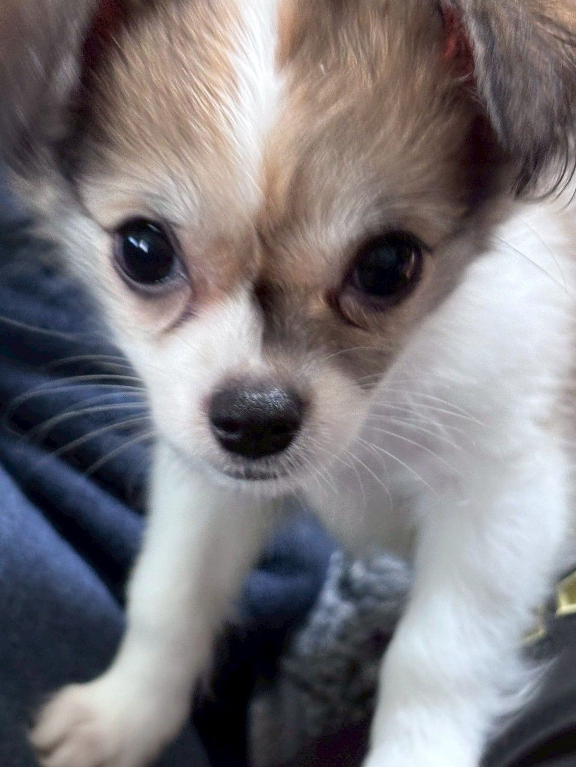 雑種（ミックス犬）・メスの里親募集の写真